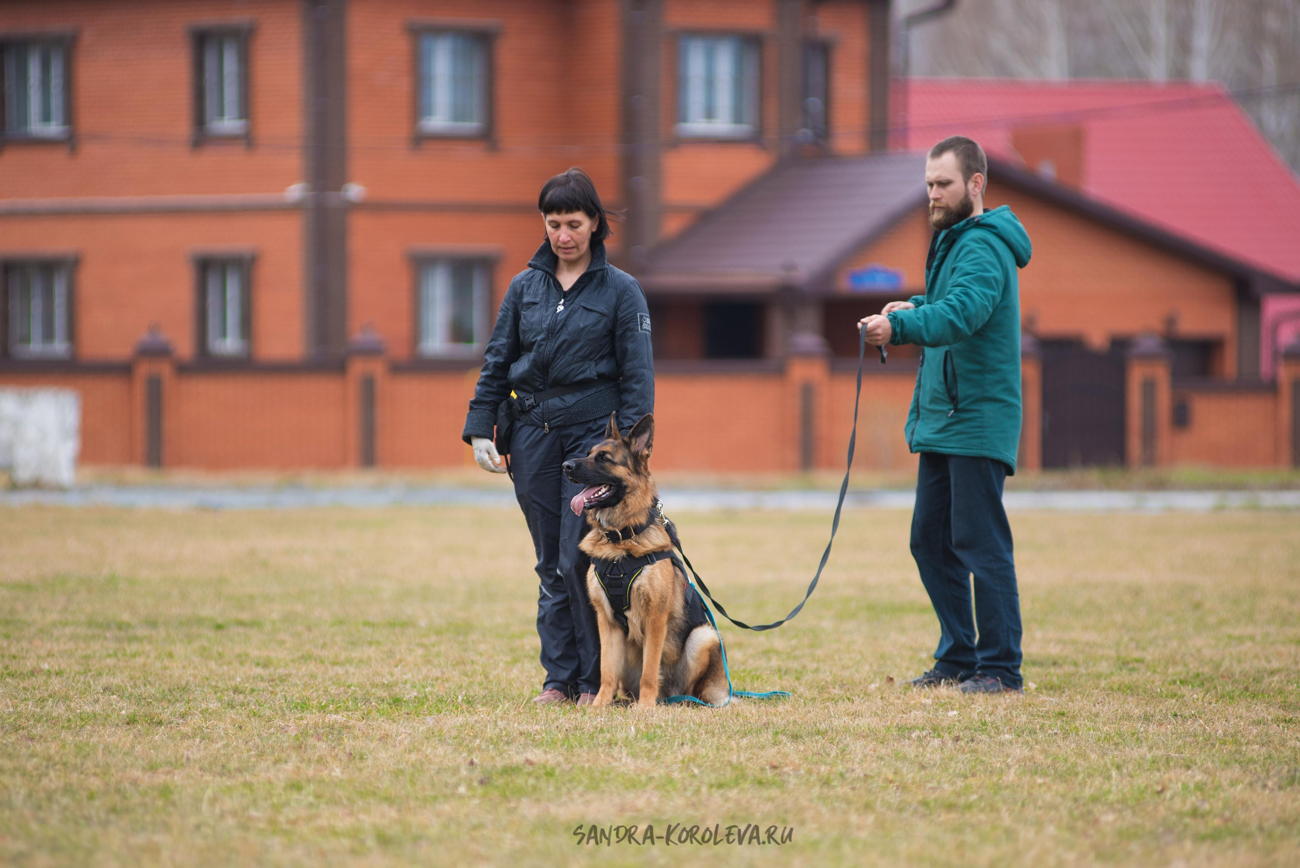 Тренинг с Сергеем Усковым май 2021 г.Тюмень. Дог-фотограф в Тюмени Александра Королева