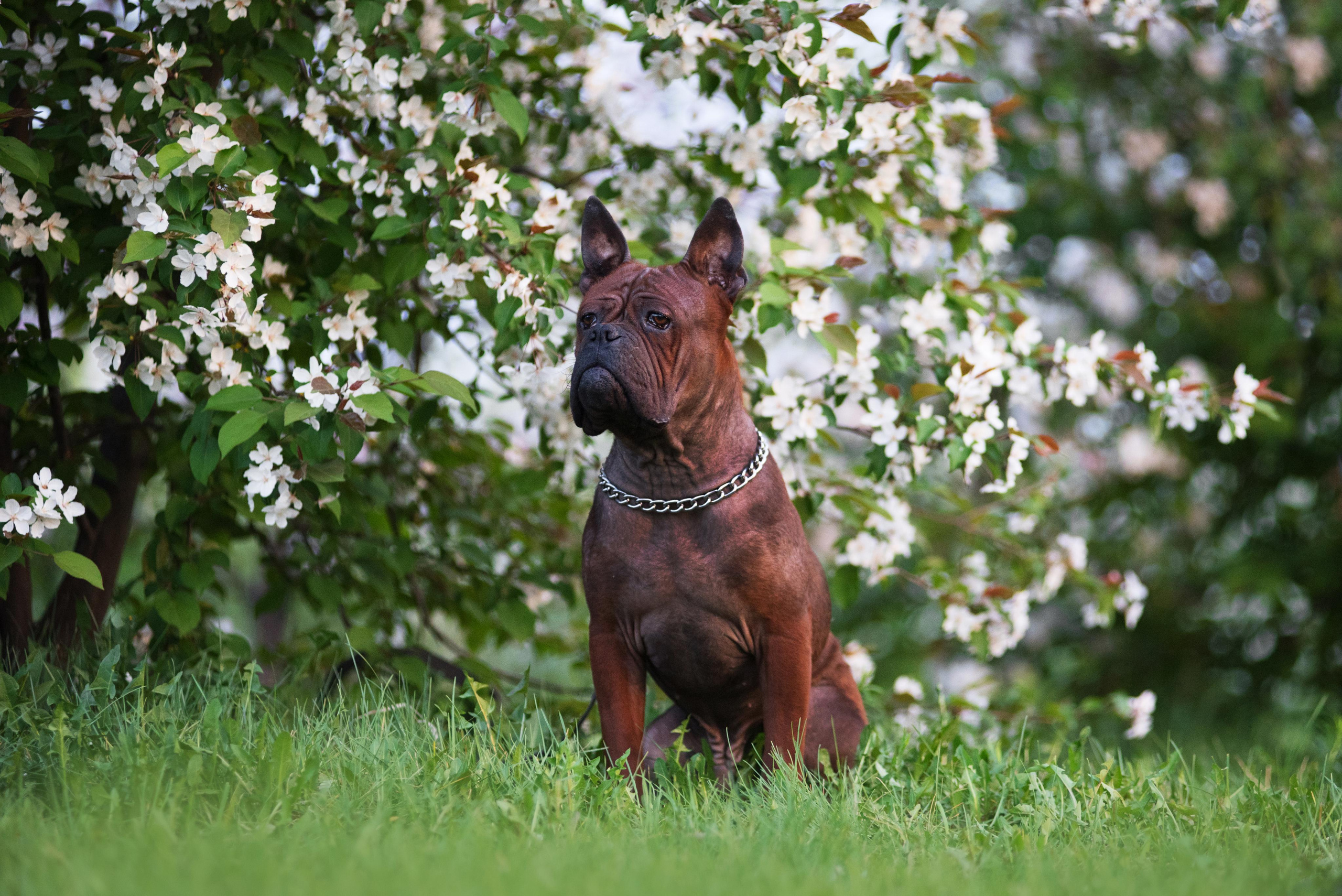 Тюменские чунцины Лева и Лисса. Дог-фотограф в Тюмени Александра Королева