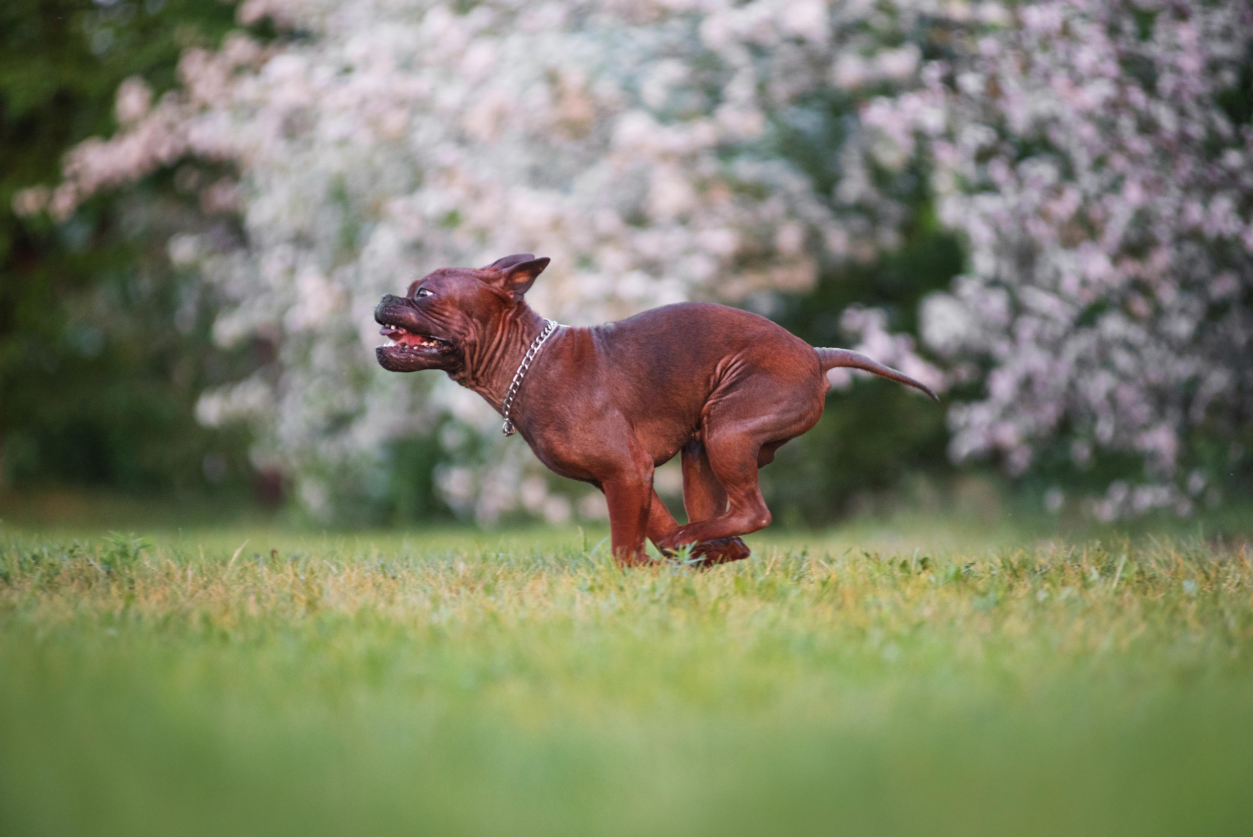 Тюменские чунцины Лева и Лисса. Дог-фотограф в Тюмени Александра Королева