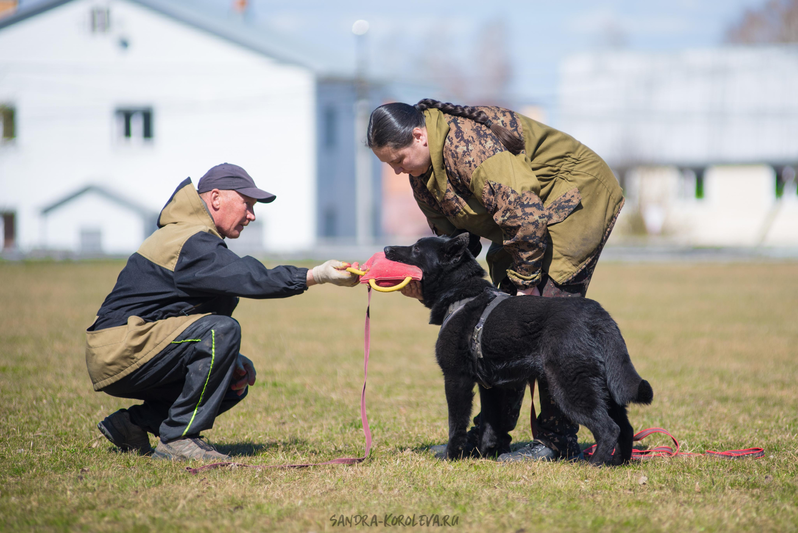 Тренинг с Сергеем Усковым май 2021 г.Тюмень. Дог-фотограф в Тюмени Александра Королева