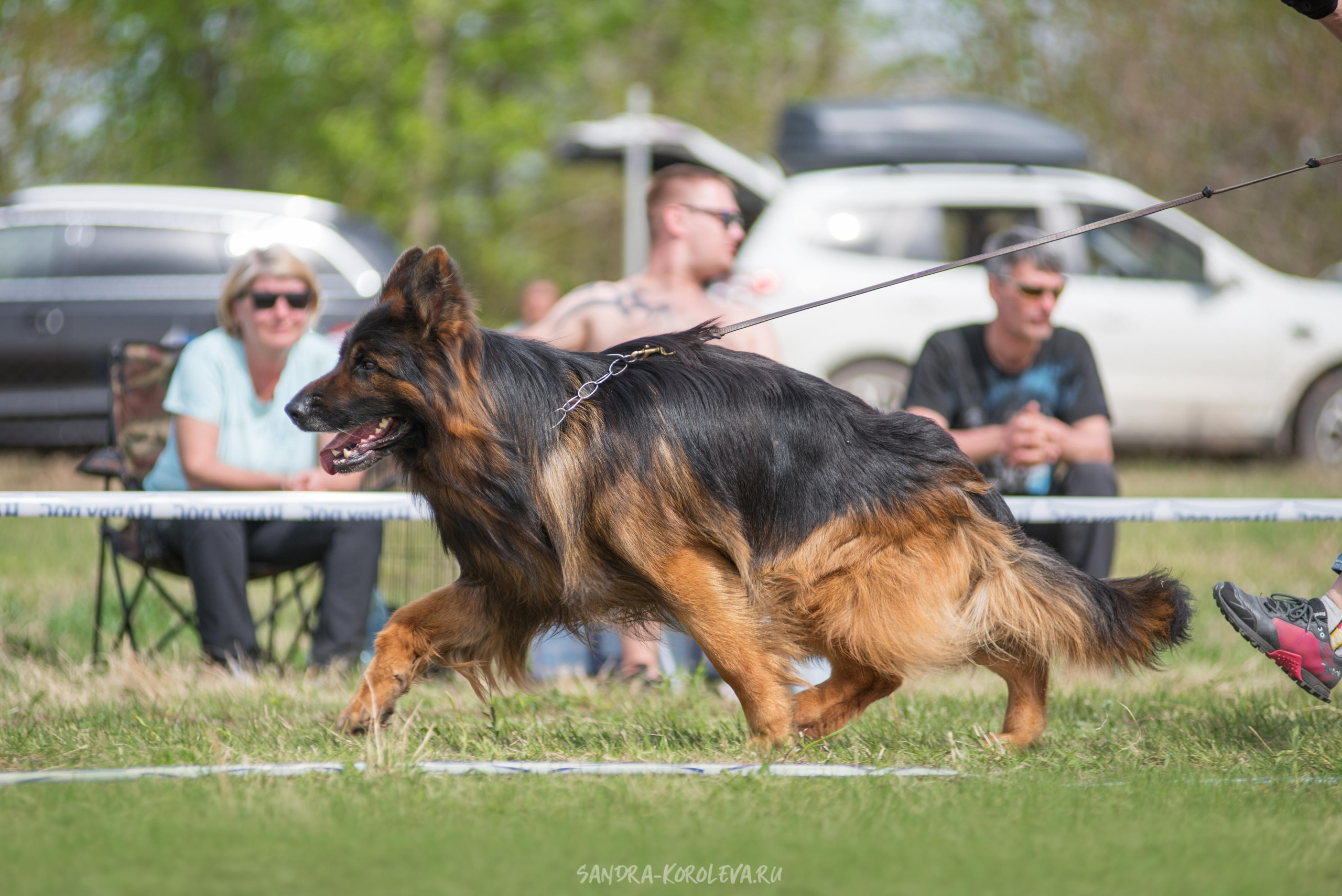 Монопородная выставка немецких овчарок 8 мая г. Челябинск. Дог-фотограф в Тюмени Александра Королева