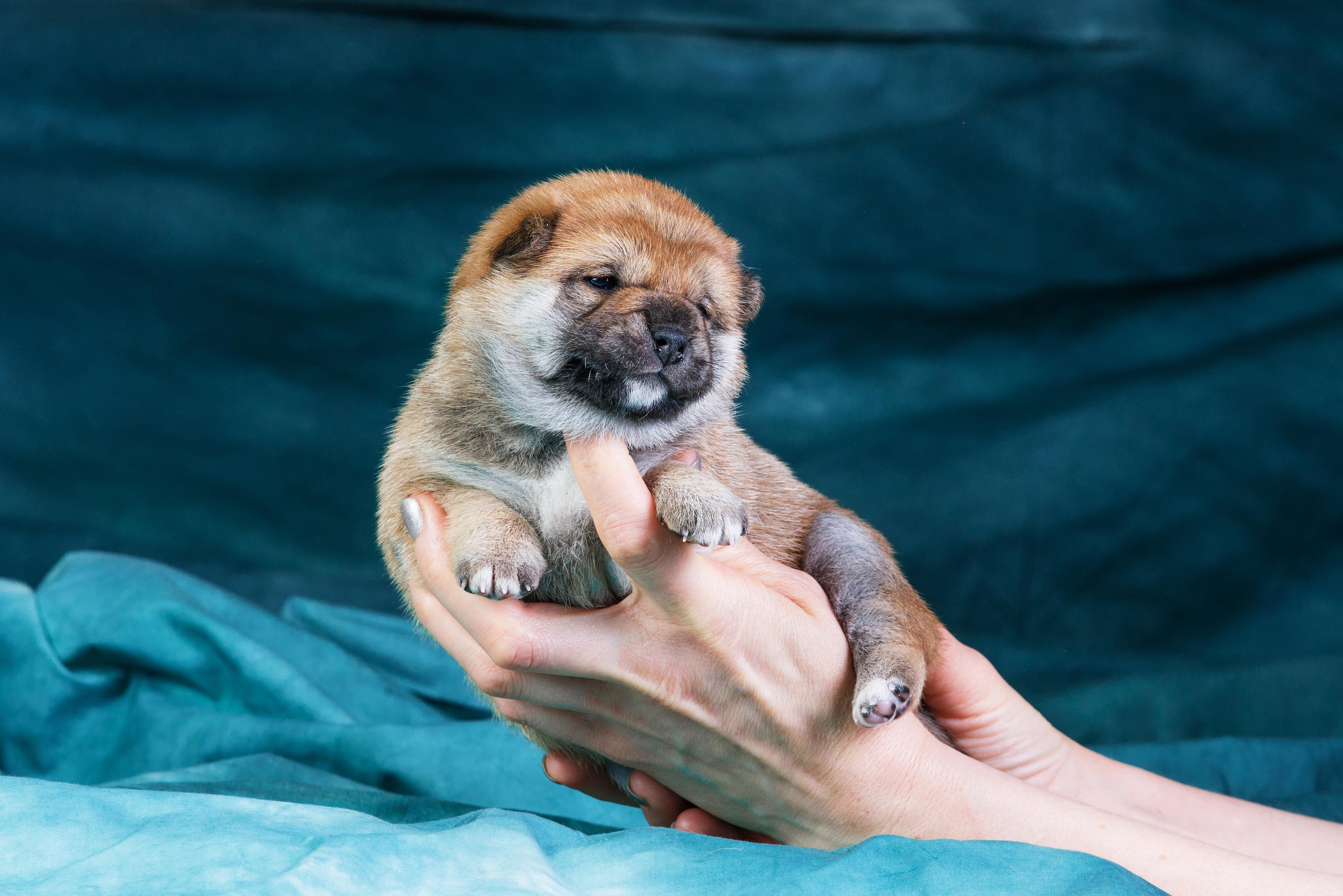 Маленькие сибы <3. Дог-фотограф в Тюмени Александра Королева