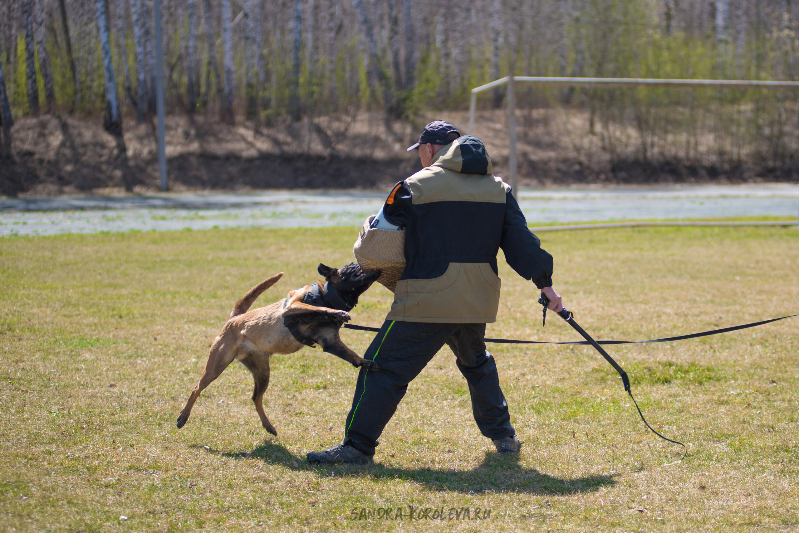 Тренинг с Сергеем Усковым май 2021 г.Тюмень. Дог-фотограф в Тюмени Александра Королева
