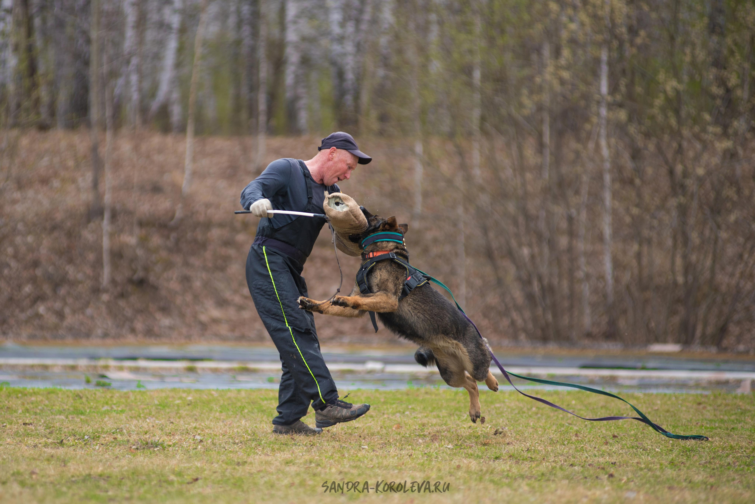 Тренинг с Сергеем Усковым май 2021 г.Тюмень. Дог-фотограф в Тюмени Александра Королева