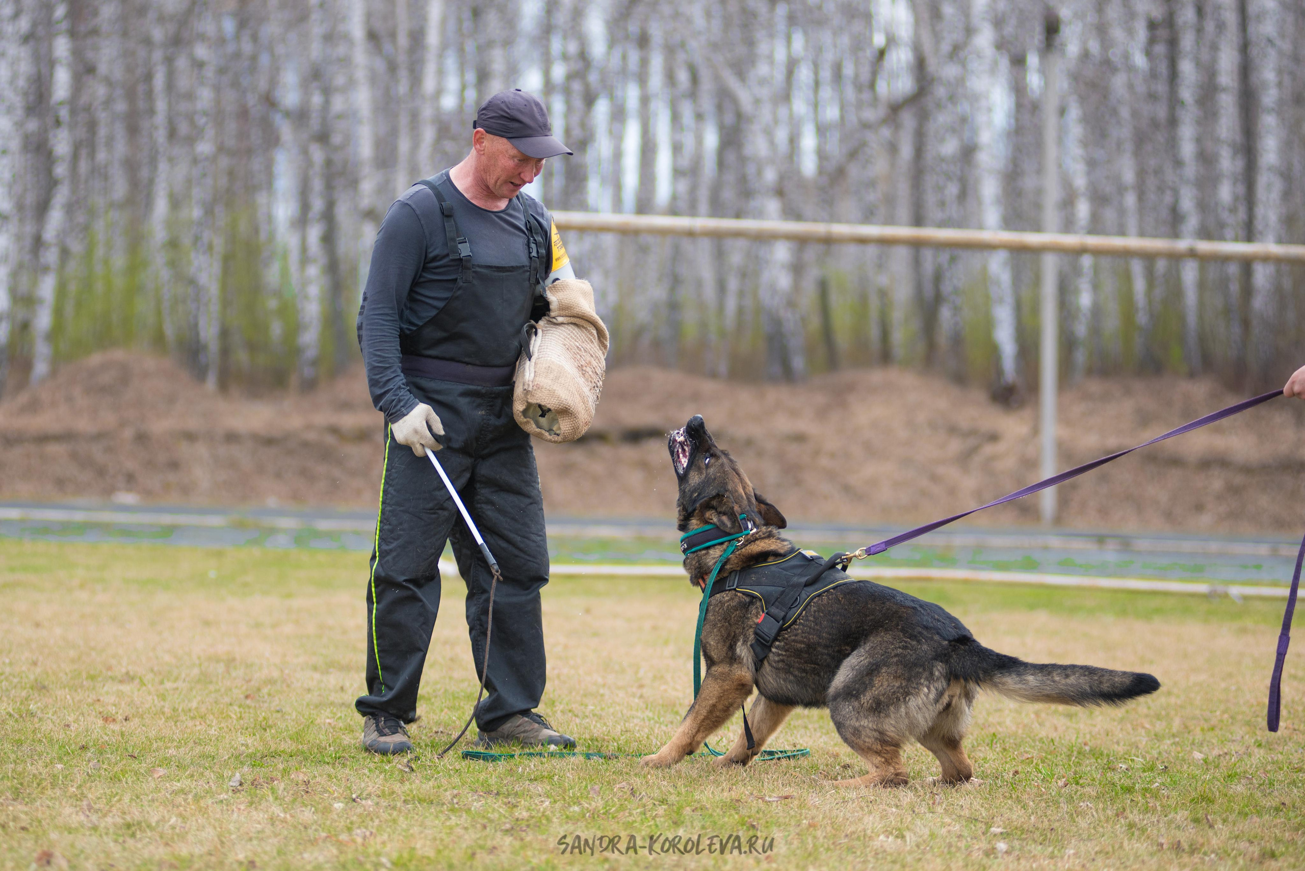 Тренинг с Сергеем Усковым май 2021 г.Тюмень. Дог-фотограф в Тюмени Александра Королева