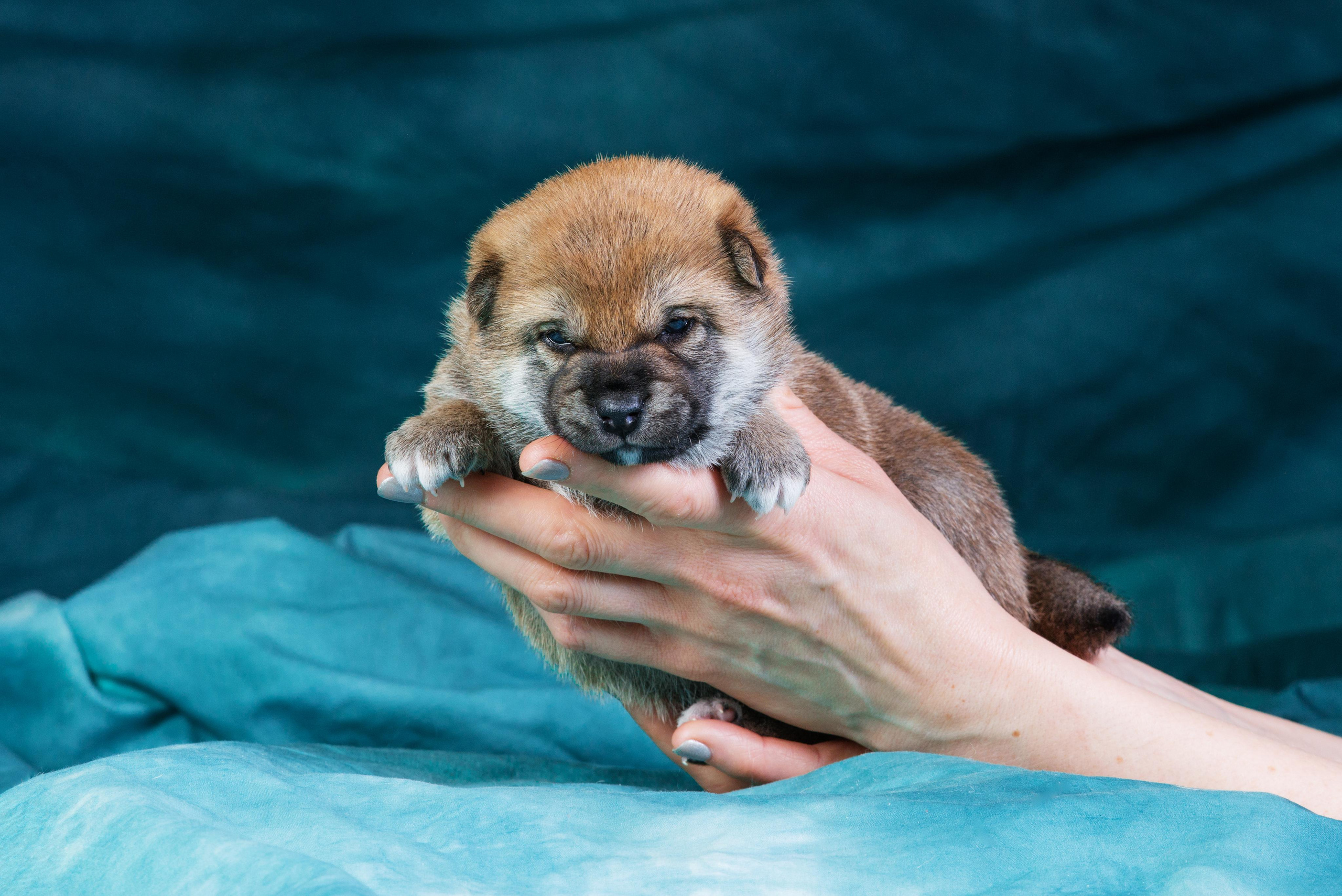 Маленькие сибы <3. Дог-фотограф в Тюмени Александра Королева
