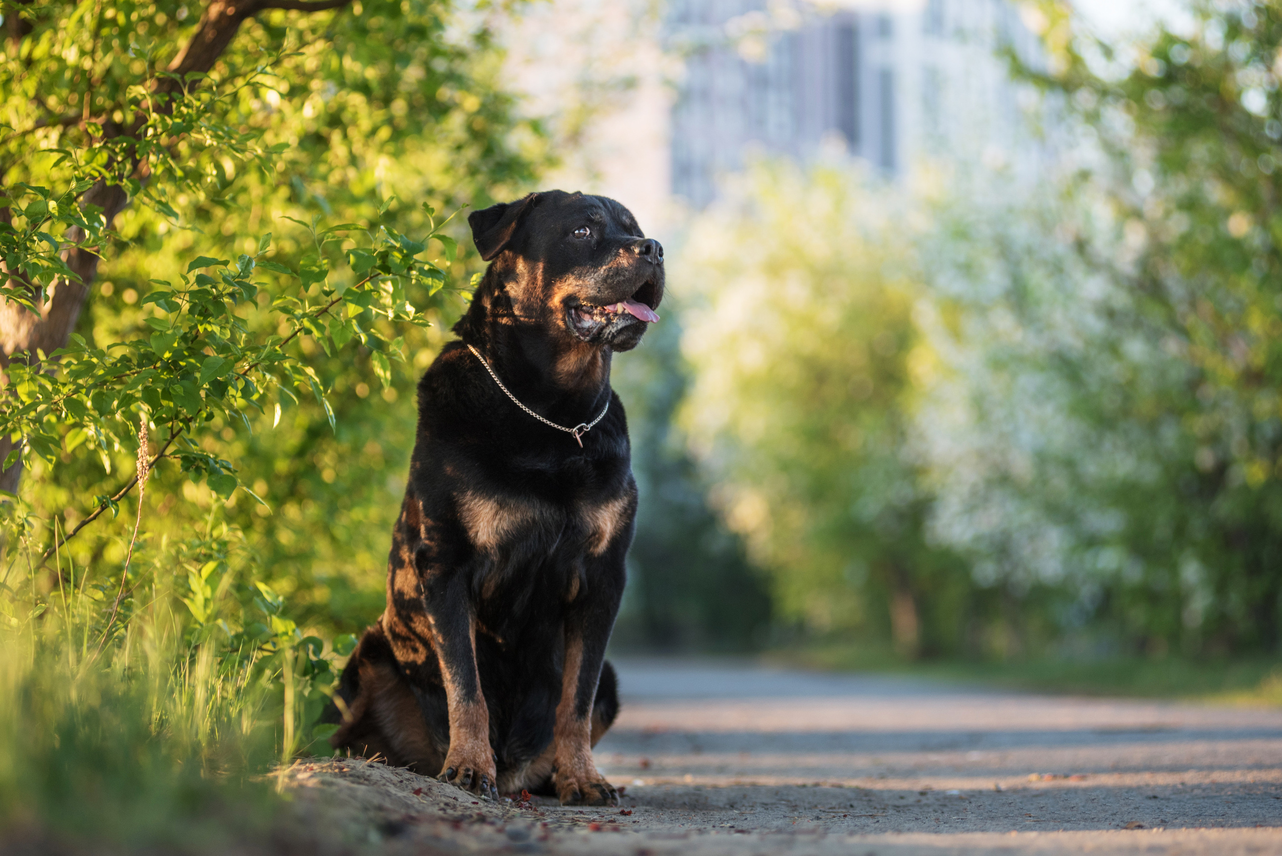 Лиза, Буня и Корж. Весна цветущая. Дог-фотограф в Тюмени Александра Королева