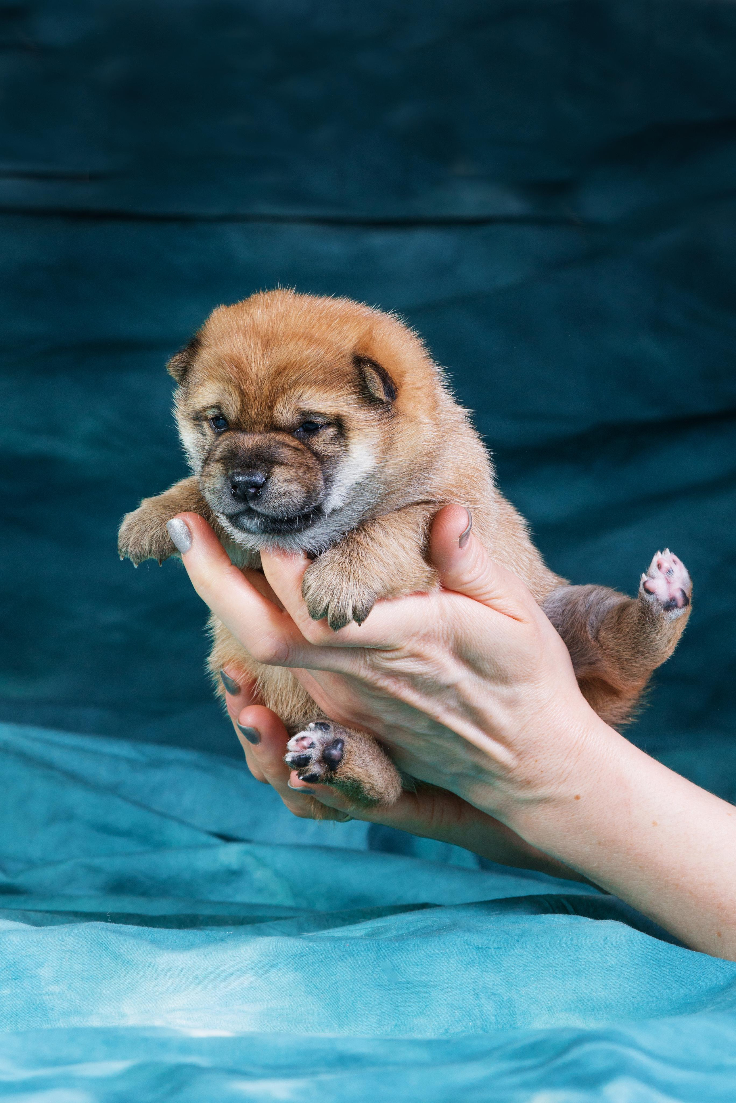 Маленькие сибы <3. Дог-фотограф в Тюмени Александра Королева