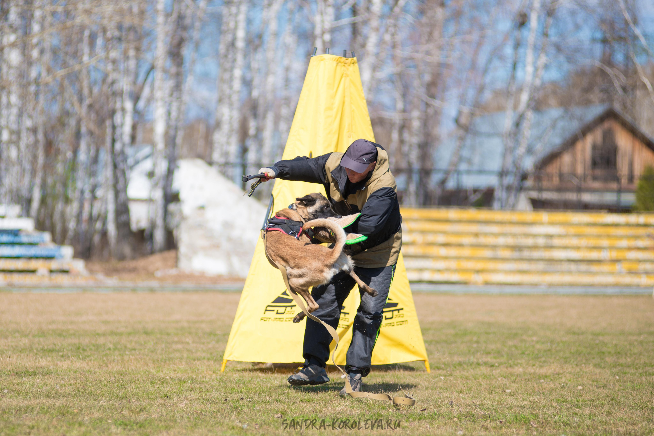Тренинг с Сергеем Усковым май 2021 г.Тюмень. Дог-фотограф в Тюмени Александра Королева