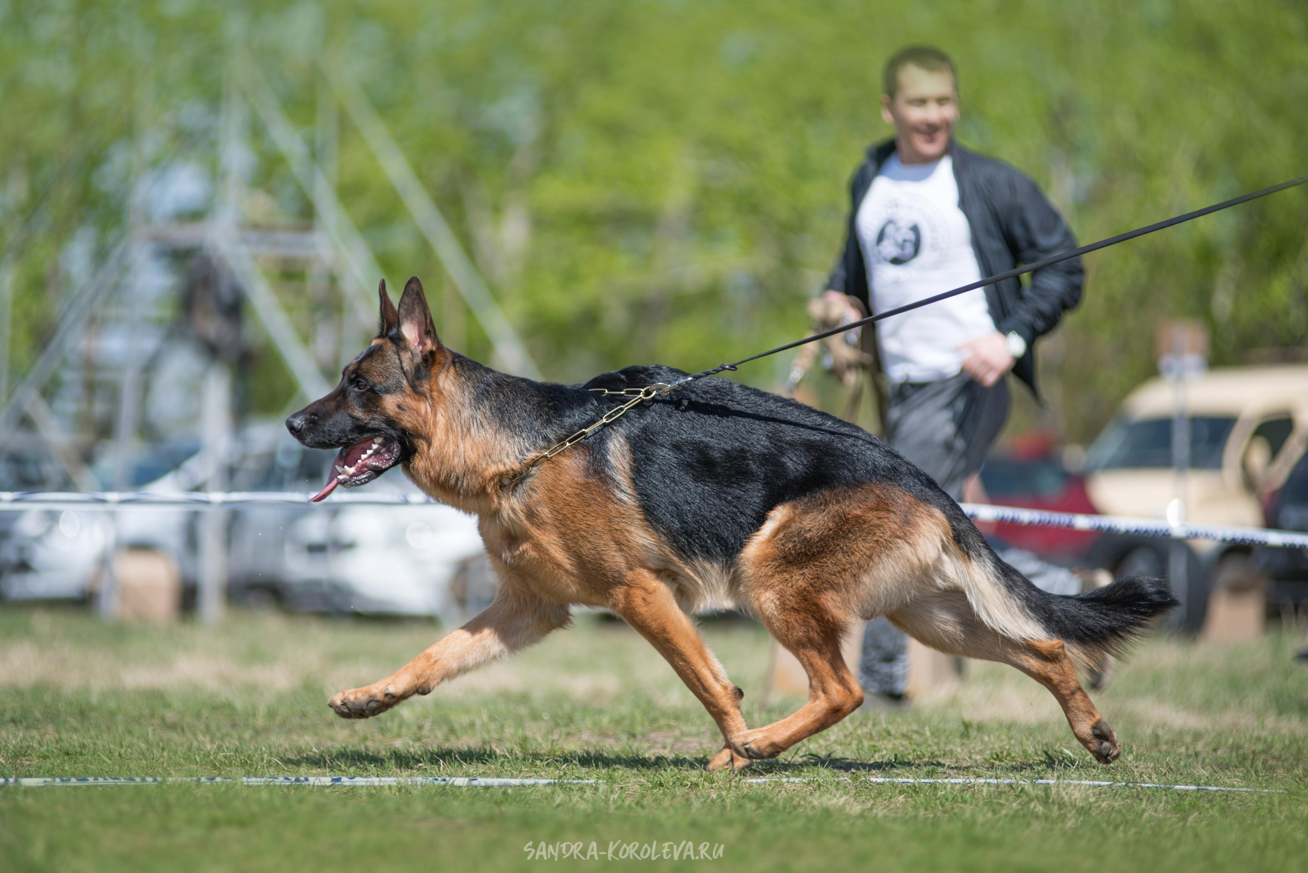 Монопородная выставка немецких овчарок 8 мая г. Челябинск. Дог-фотограф в Тюмени Александра Королева