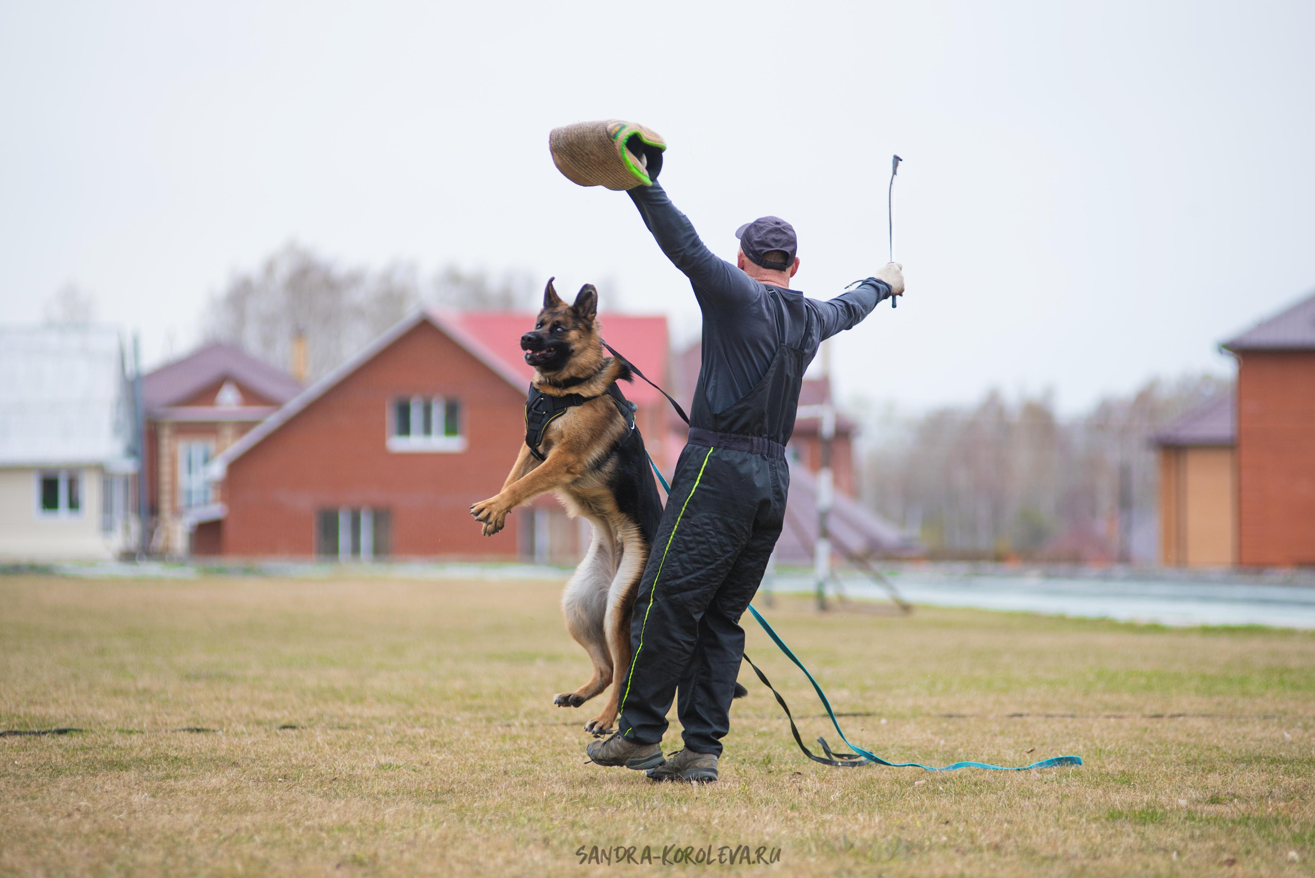 Тренинг с Сергеем Усковым май 2021 г.Тюмень. Дог-фотограф в Тюмени Александра Королева