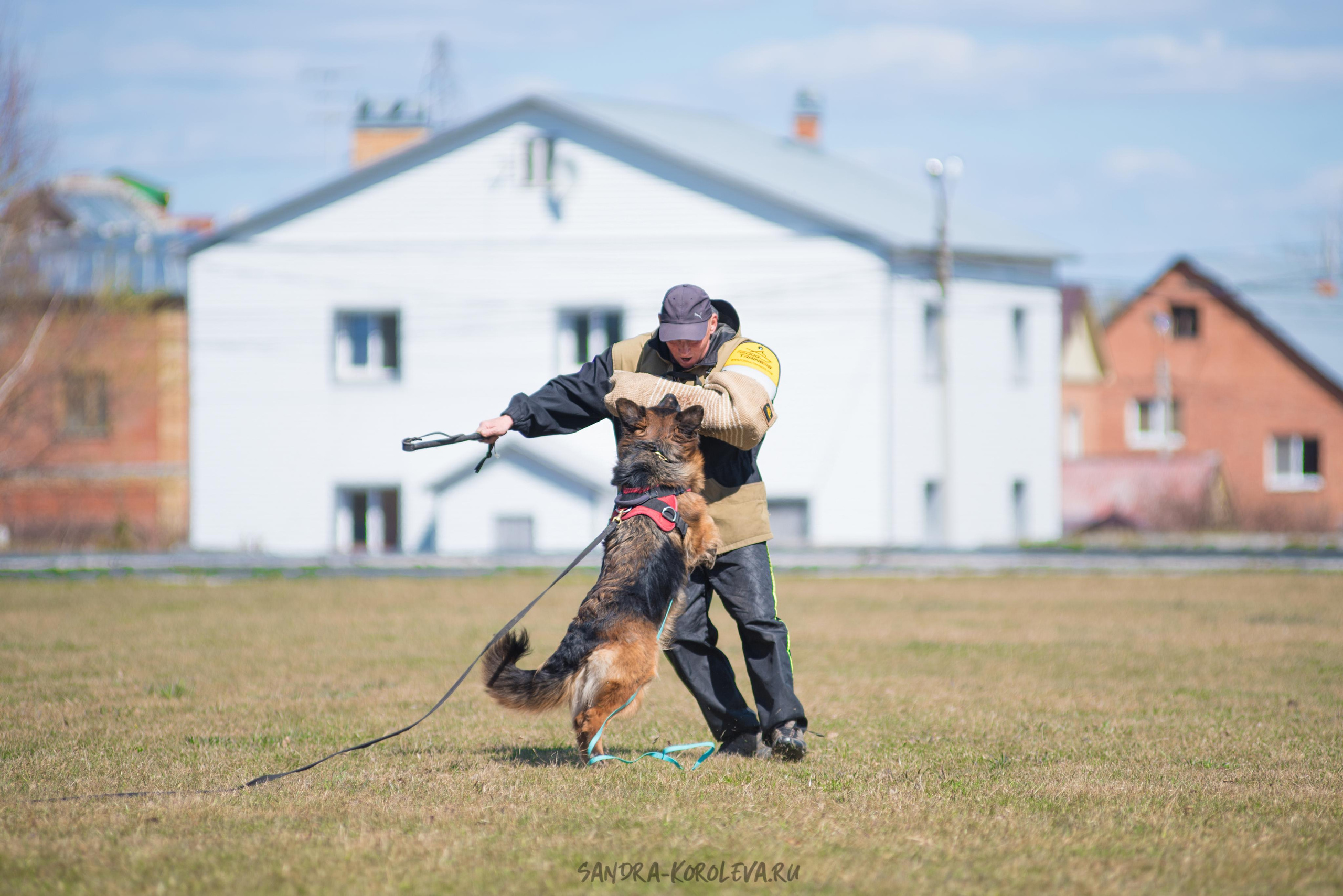 Тренинг с Сергеем Усковым май 2021 г.Тюмень. Дог-фотограф в Тюмени Александра Королева