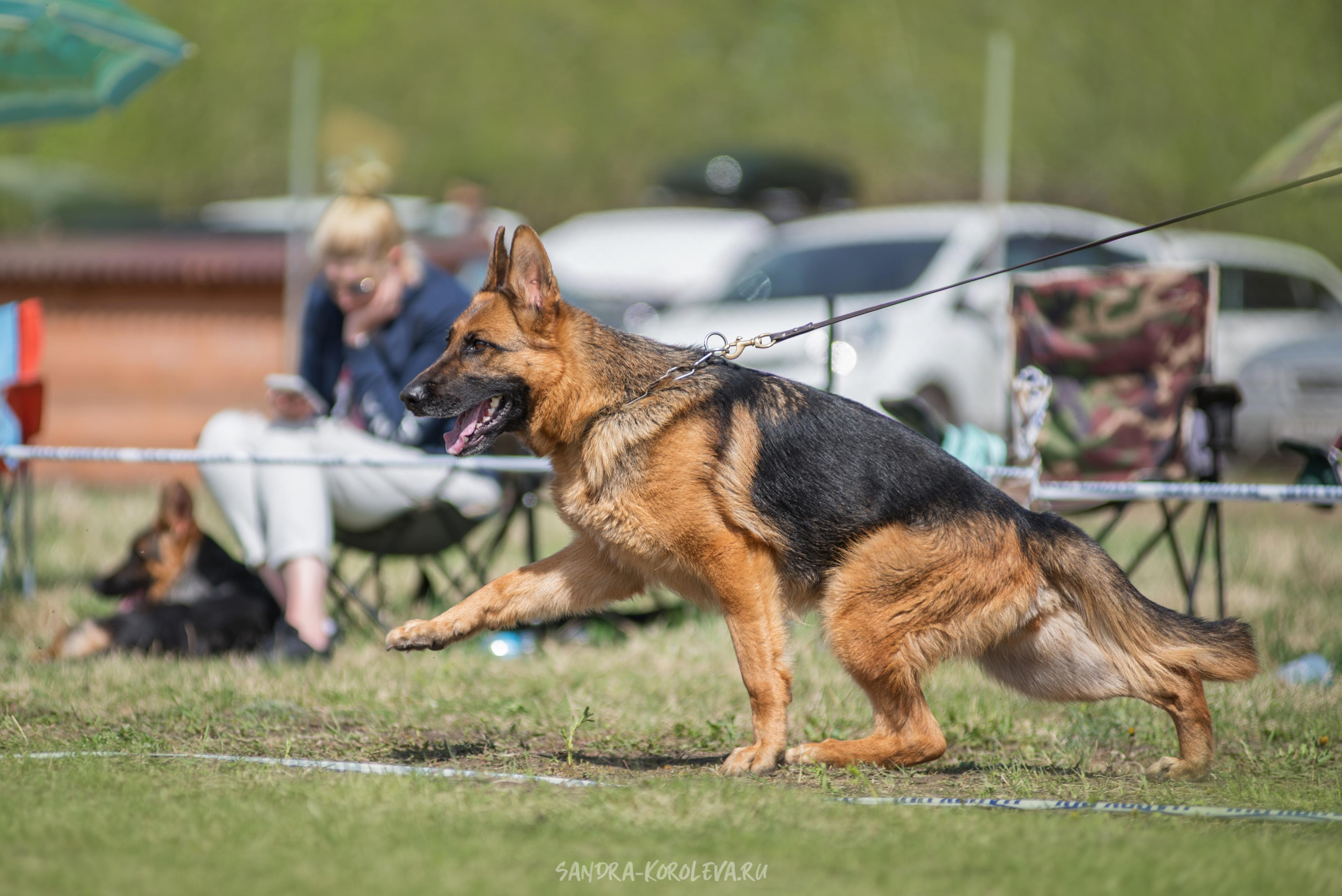 Монопородная выставка немецких овчарок 8 мая г. Челябинск. Дог-фотограф в Тюмени Александра Королева