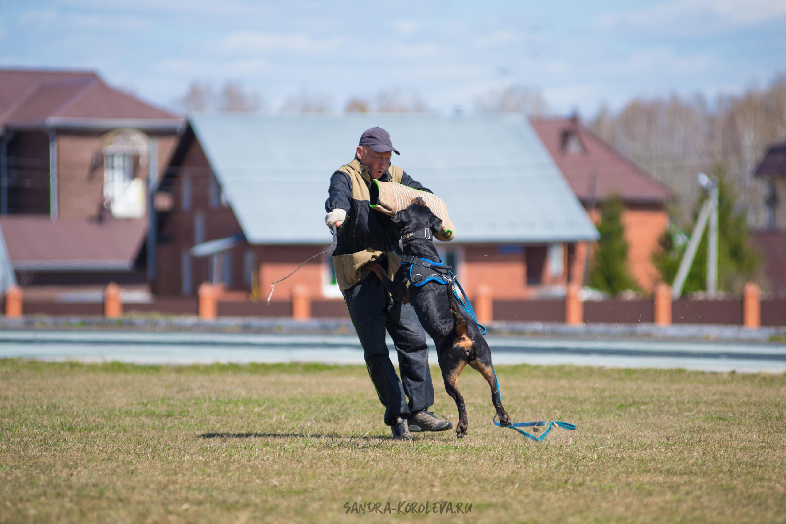 Тренинг с Сергеем Усковым май 2021 г.Тюмень. Дог-фотограф в Тюмени Александра Королева