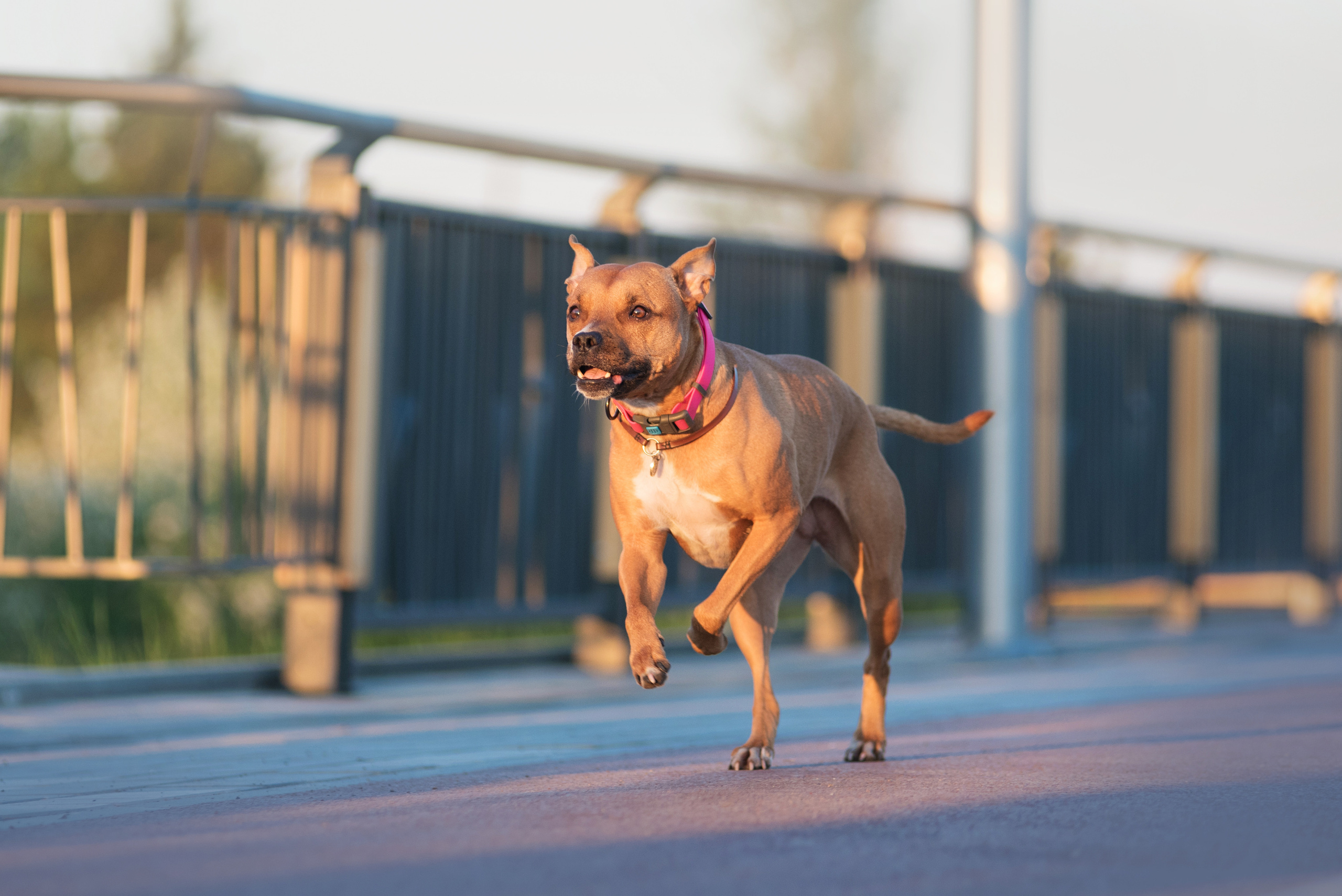 Лиза, Буня и Корж. Весна цветущая. Дог-фотограф в Тюмени Александра Королева