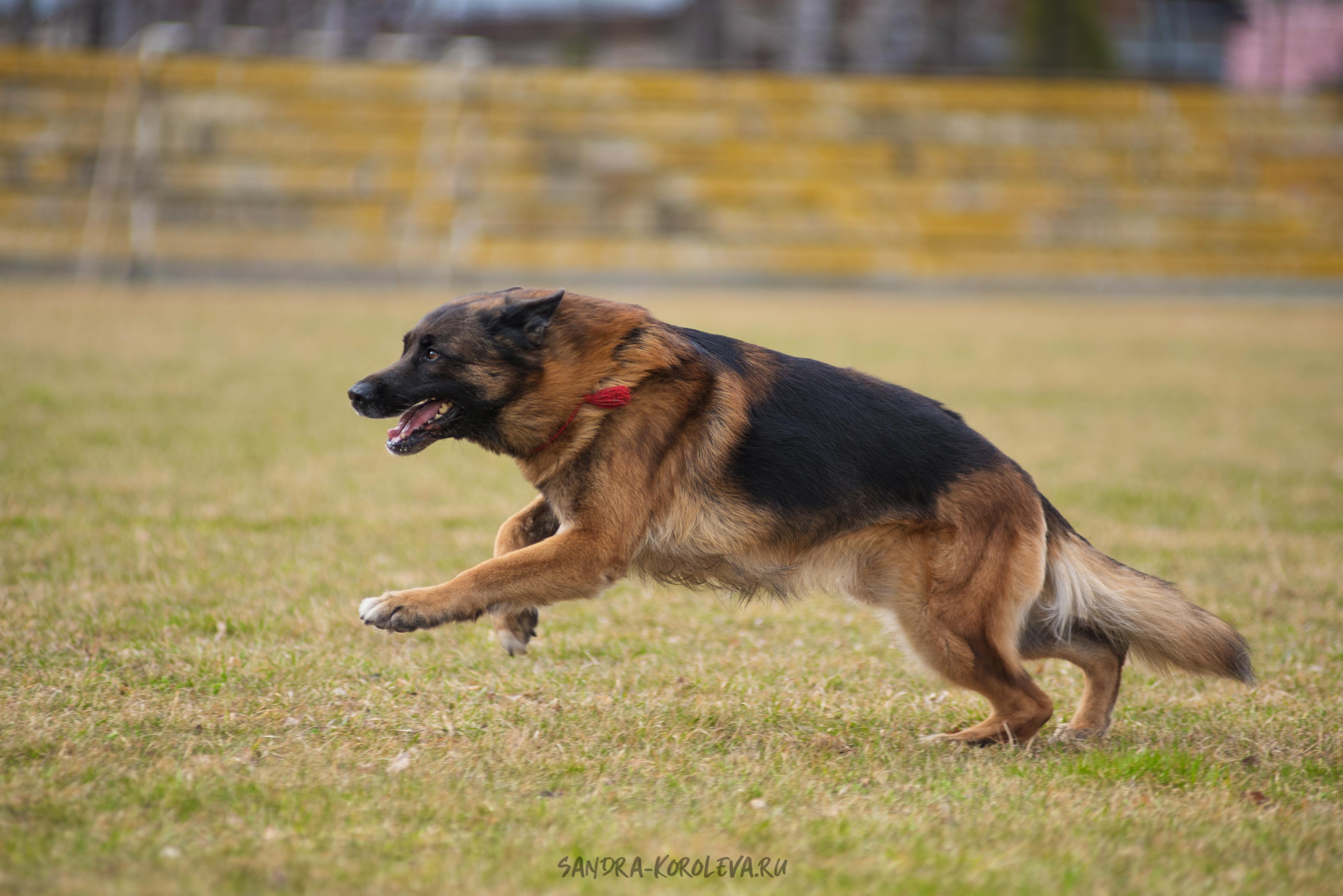 Тренинг с Сергеем Усковым май 2021 г.Тюмень. Дог-фотограф в Тюмени Александра Королева