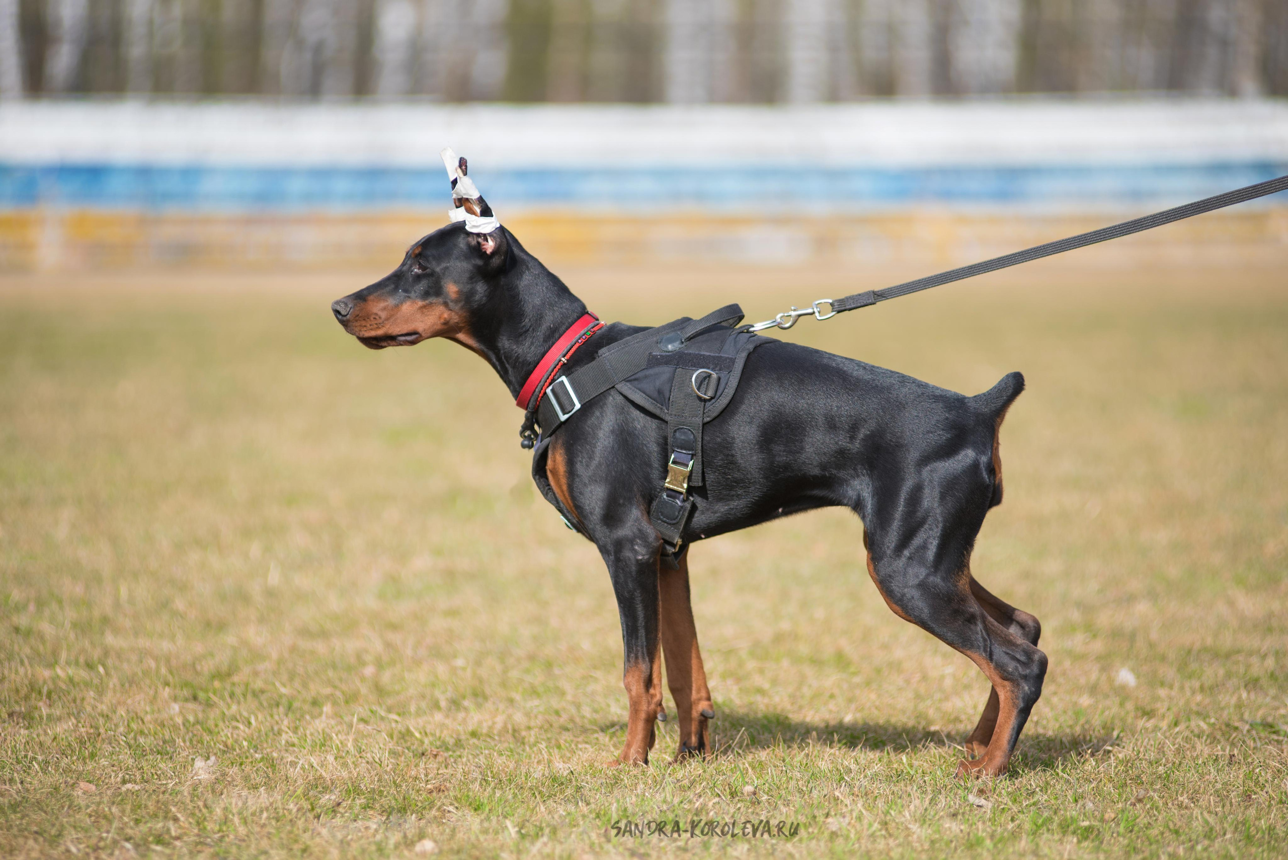 Тренинг с Сергеем Усковым май 2021 г.Тюмень. Дог-фотограф в Тюмени Александра Королева