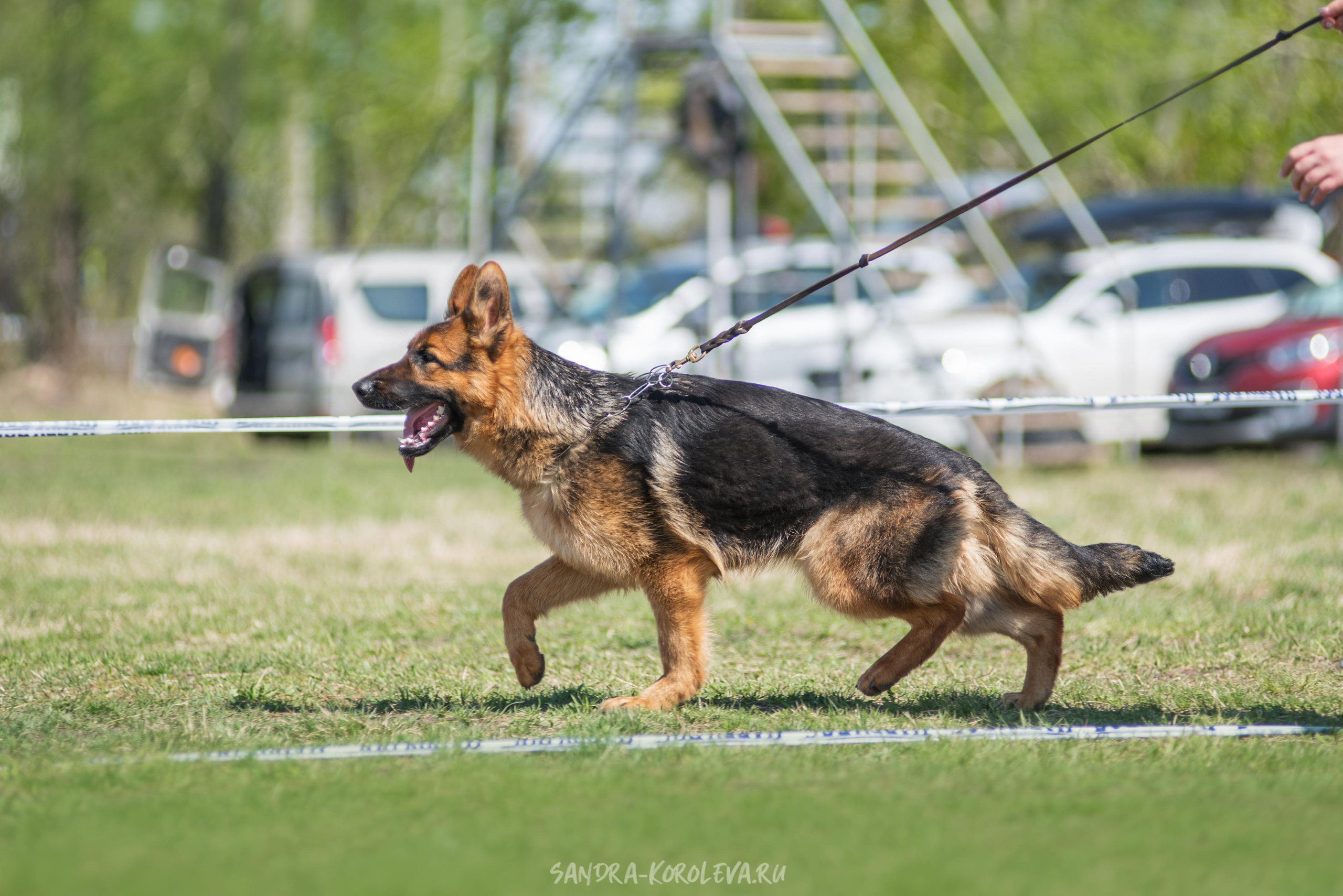 Монопородная выставка немецких овчарок 8 мая г. Челябинск. Дог-фотограф в Тюмени Александра Королева
