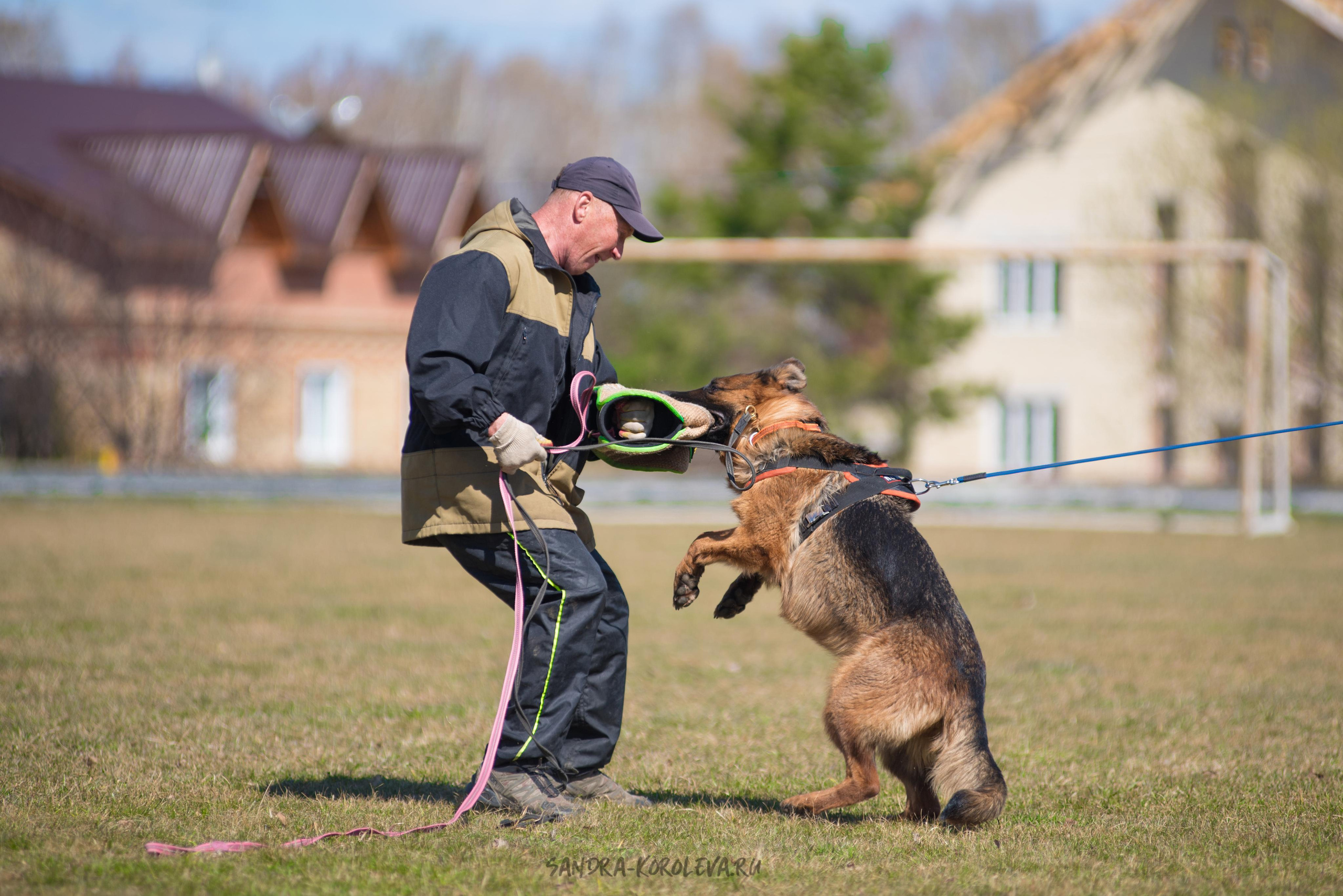 Тренинг с Сергеем Усковым май 2021 г.Тюмень. Дог-фотограф в Тюмени Александра Королева