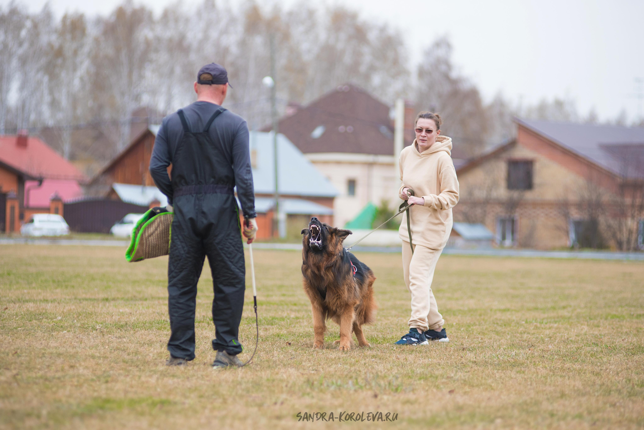 Тренинг с Сергеем Усковым май 2021 г.Тюмень. Дог-фотограф в Тюмени Александра Королева
