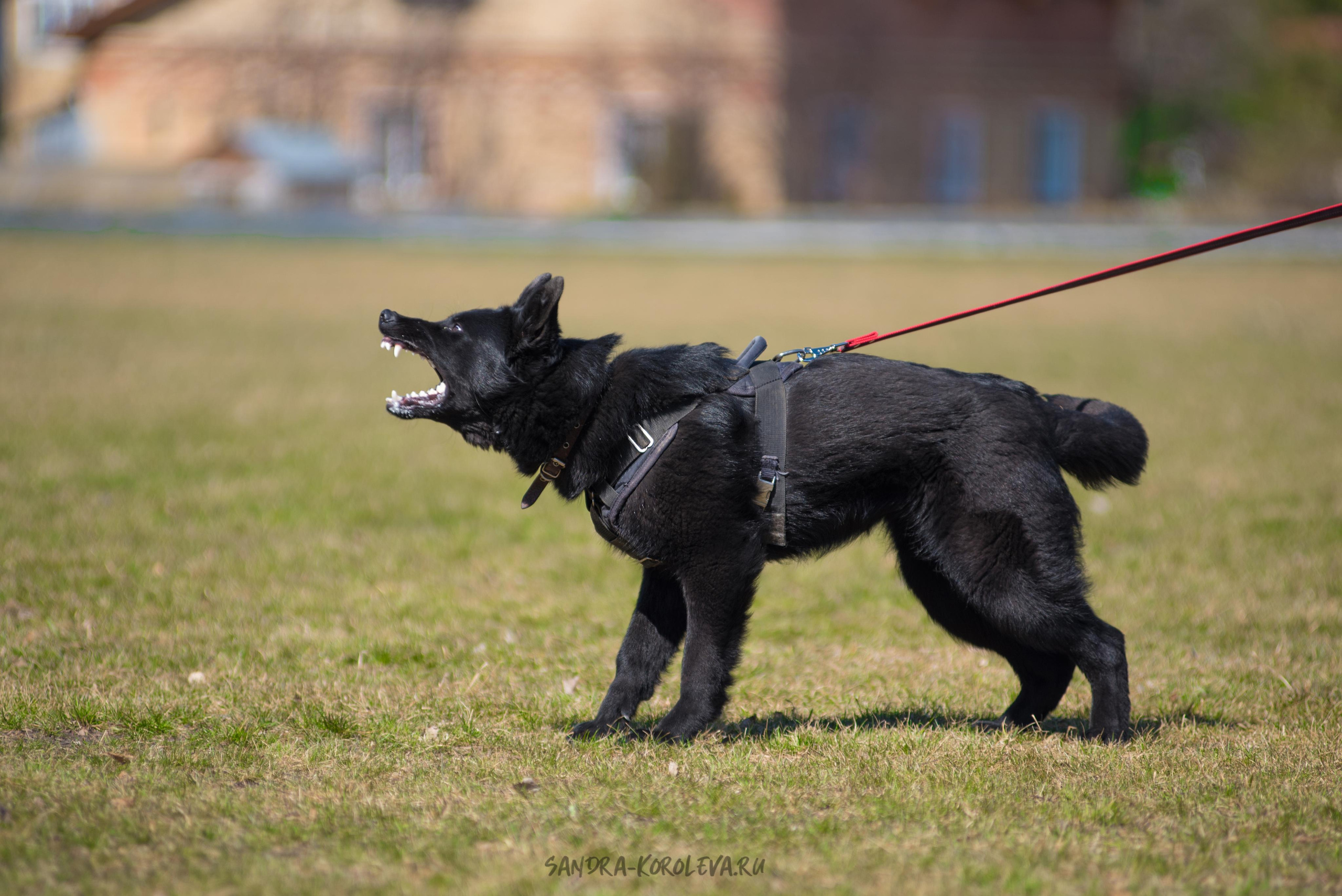 Тренинг с Сергеем Усковым май 2021 г.Тюмень. Дог-фотограф в Тюмени Александра Королева