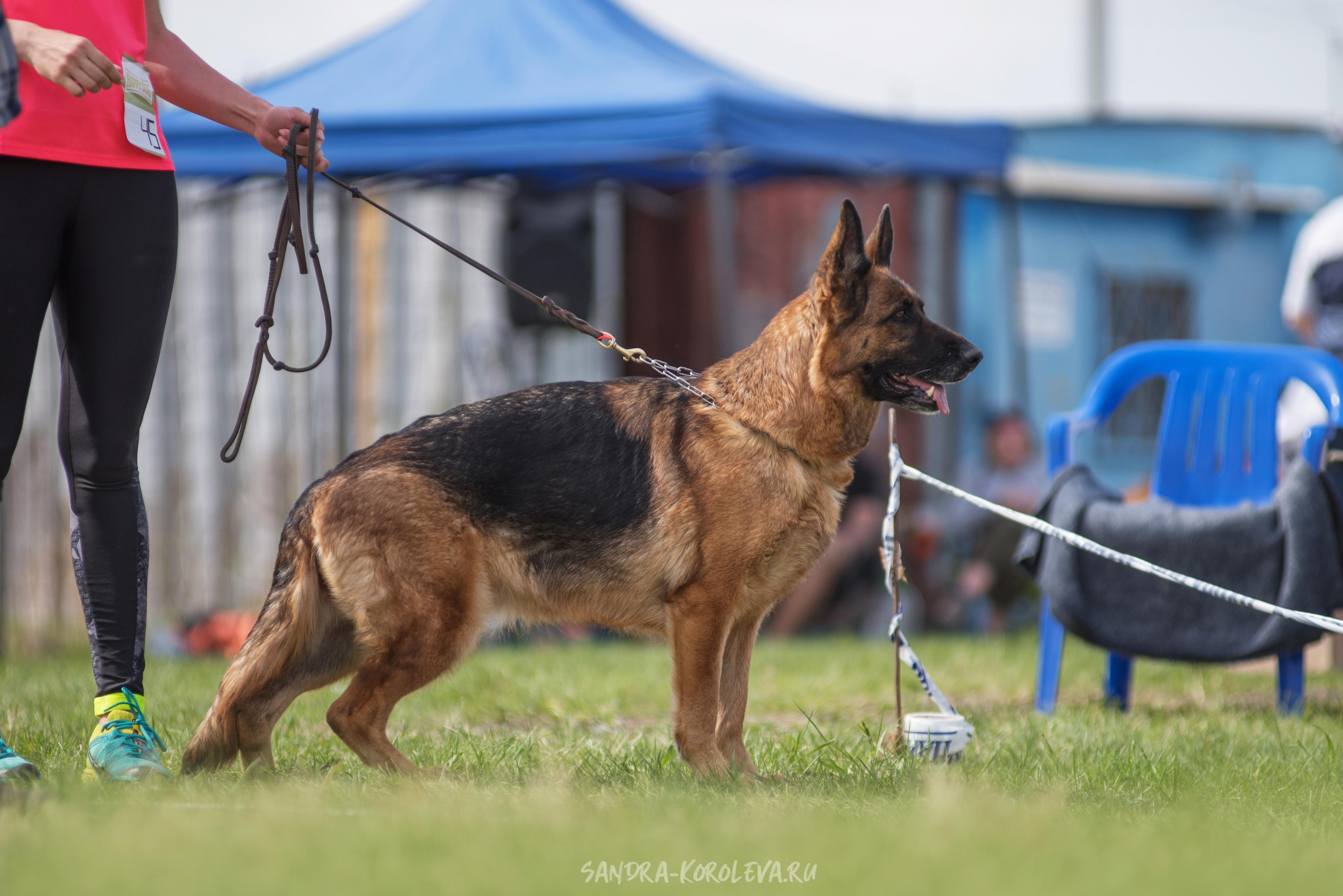 Монопородная выставка немецких овчарок 8 мая г. Челябинск. Дог-фотограф в Тюмени Александра Королева
