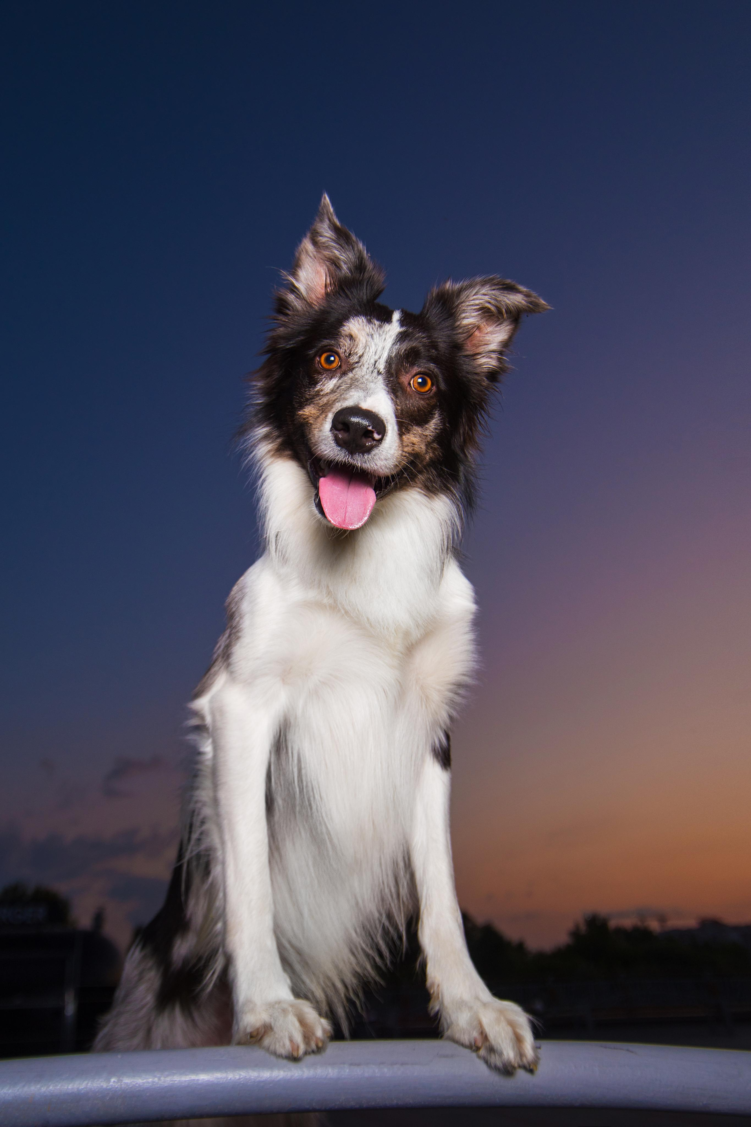 Мистер Тейси. Дог-фотограф в Тюмени Александра Королева