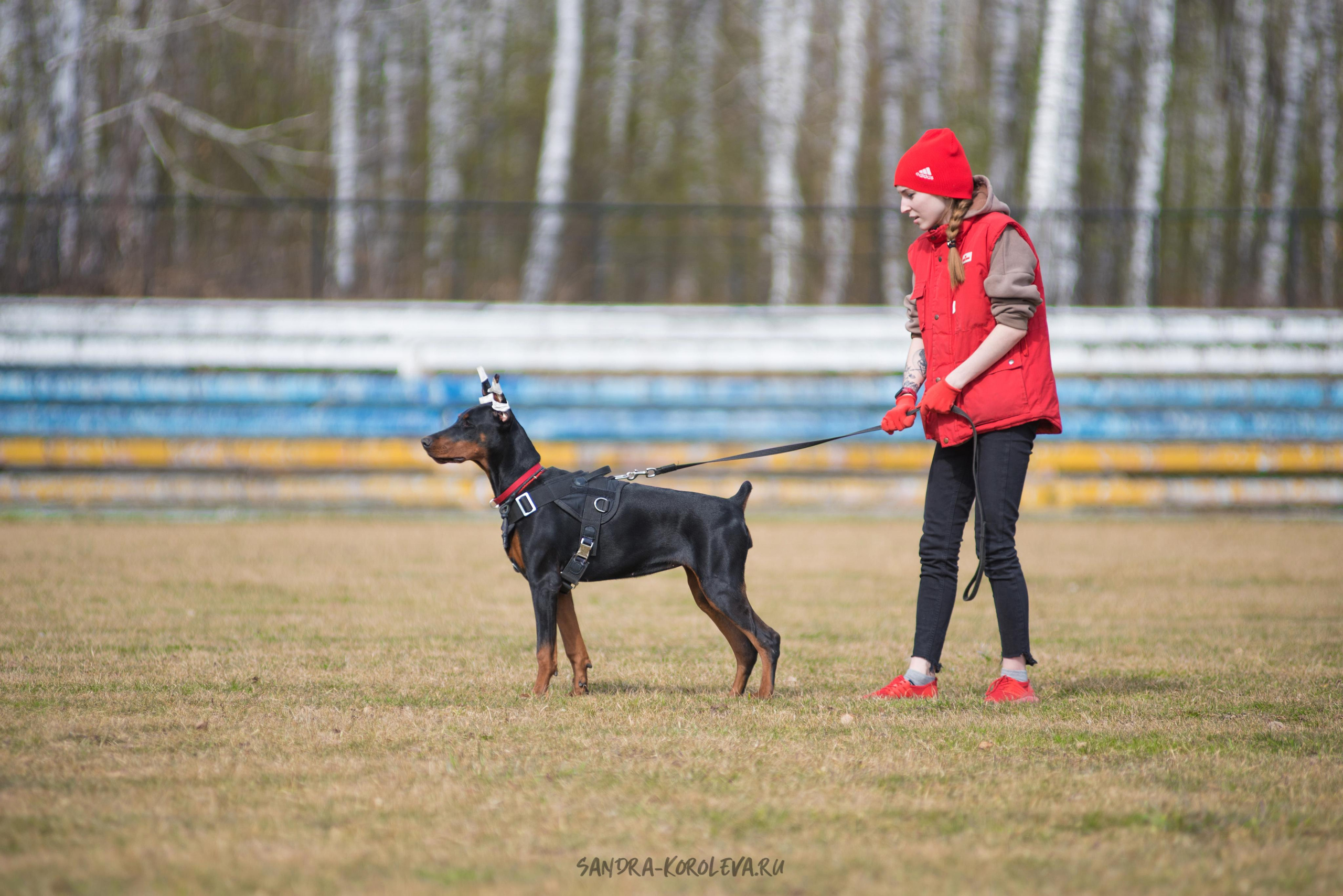 Тренинг с Сергеем Усковым май 2021 г.Тюмень. Дог-фотограф в Тюмени Александра Королева