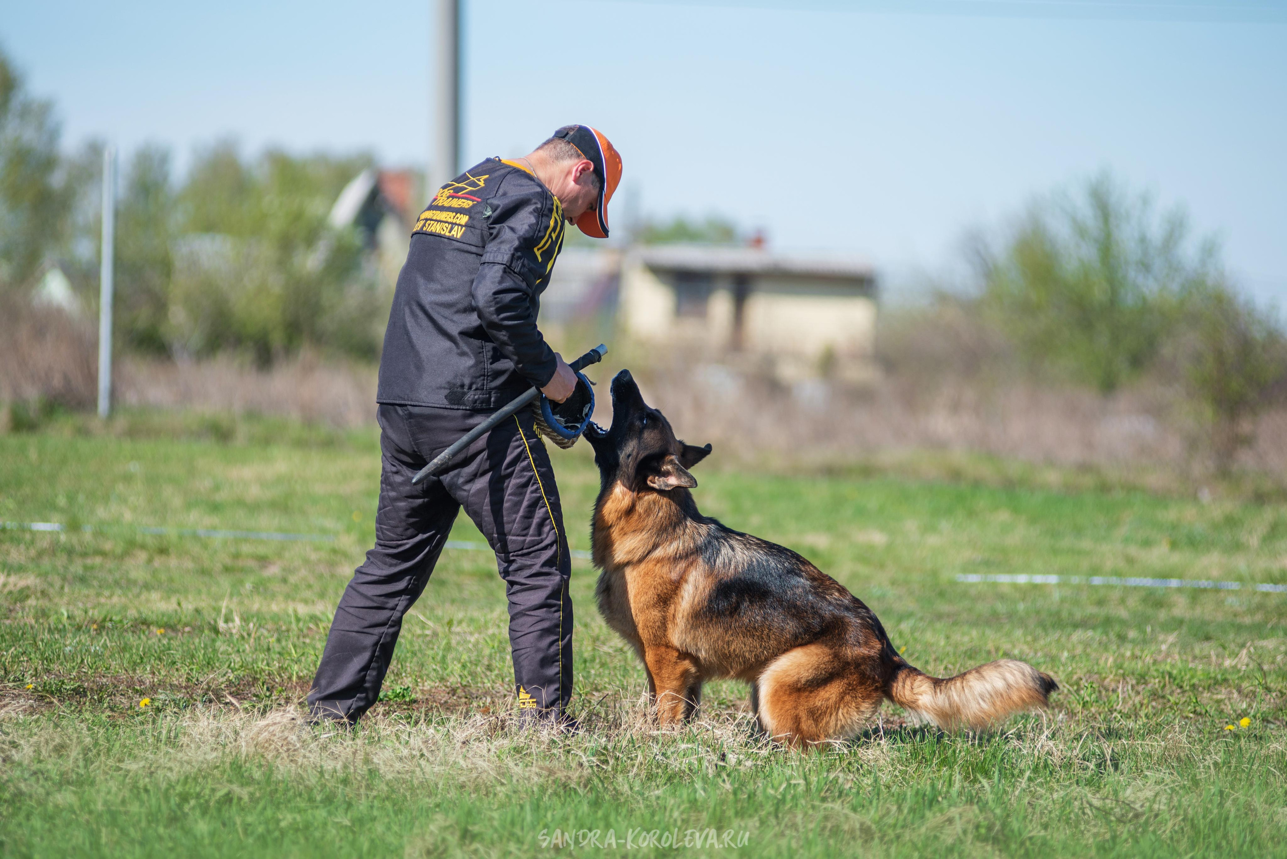 Монопородная выставка немецких овчарок 8 мая г. Челябинск. Дог-фотограф в Тюмени Александра Королева