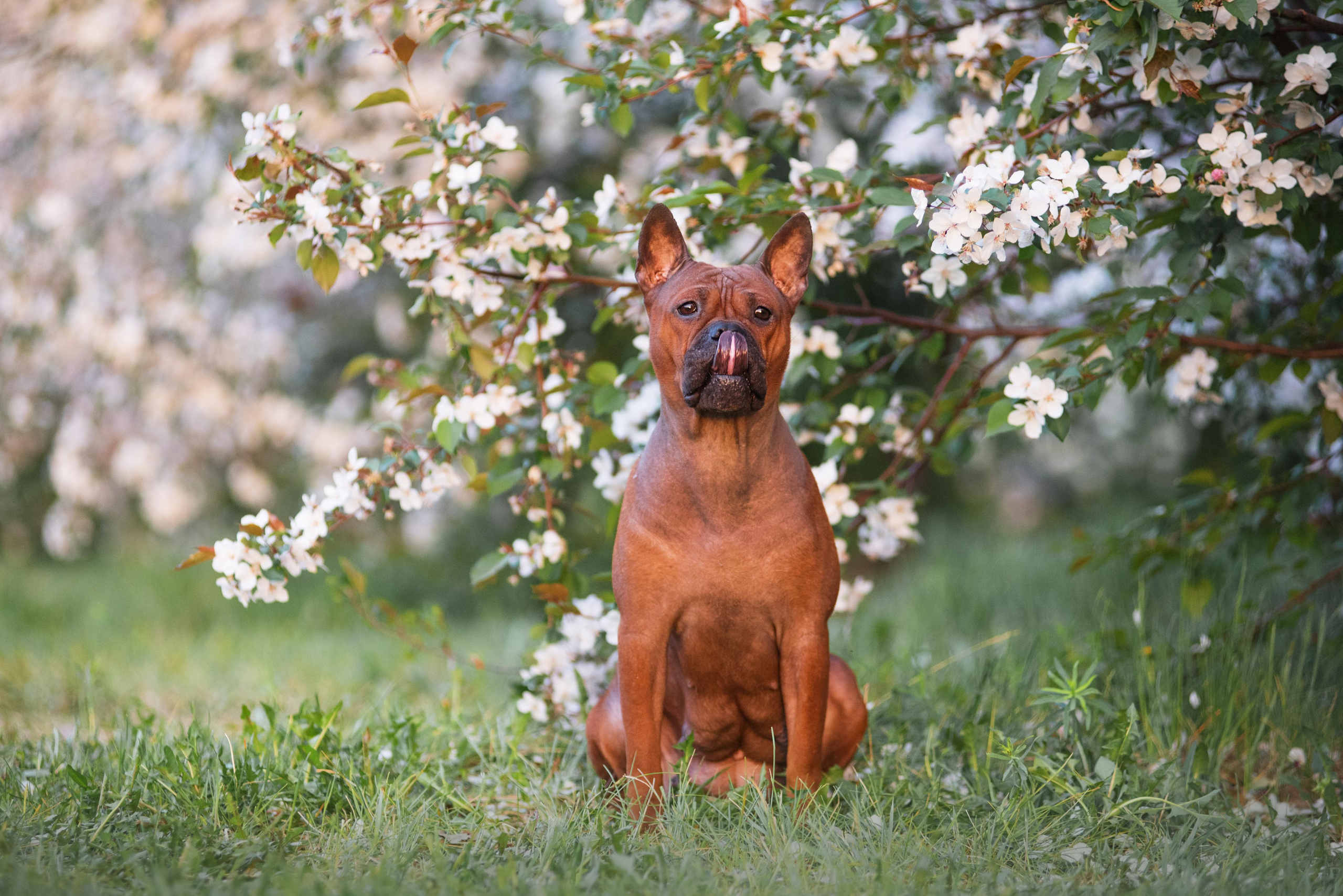 Тюменские чунцины Лева и Лисса. Дог-фотограф в Тюмени Александра Королева