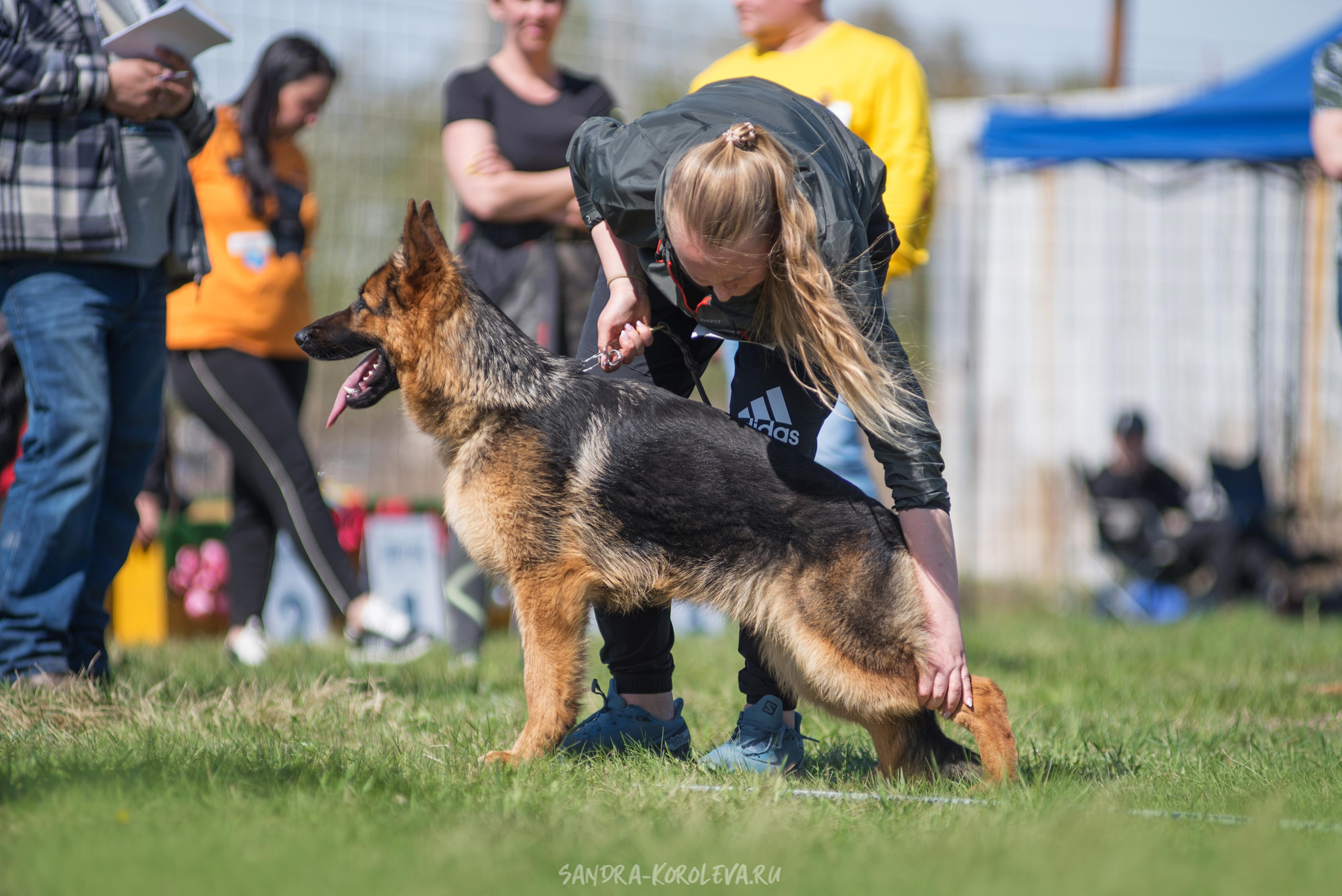 Монопородная выставка немецких овчарок 8 мая г. Челябинск. Дог-фотограф в Тюмени Александра Королева