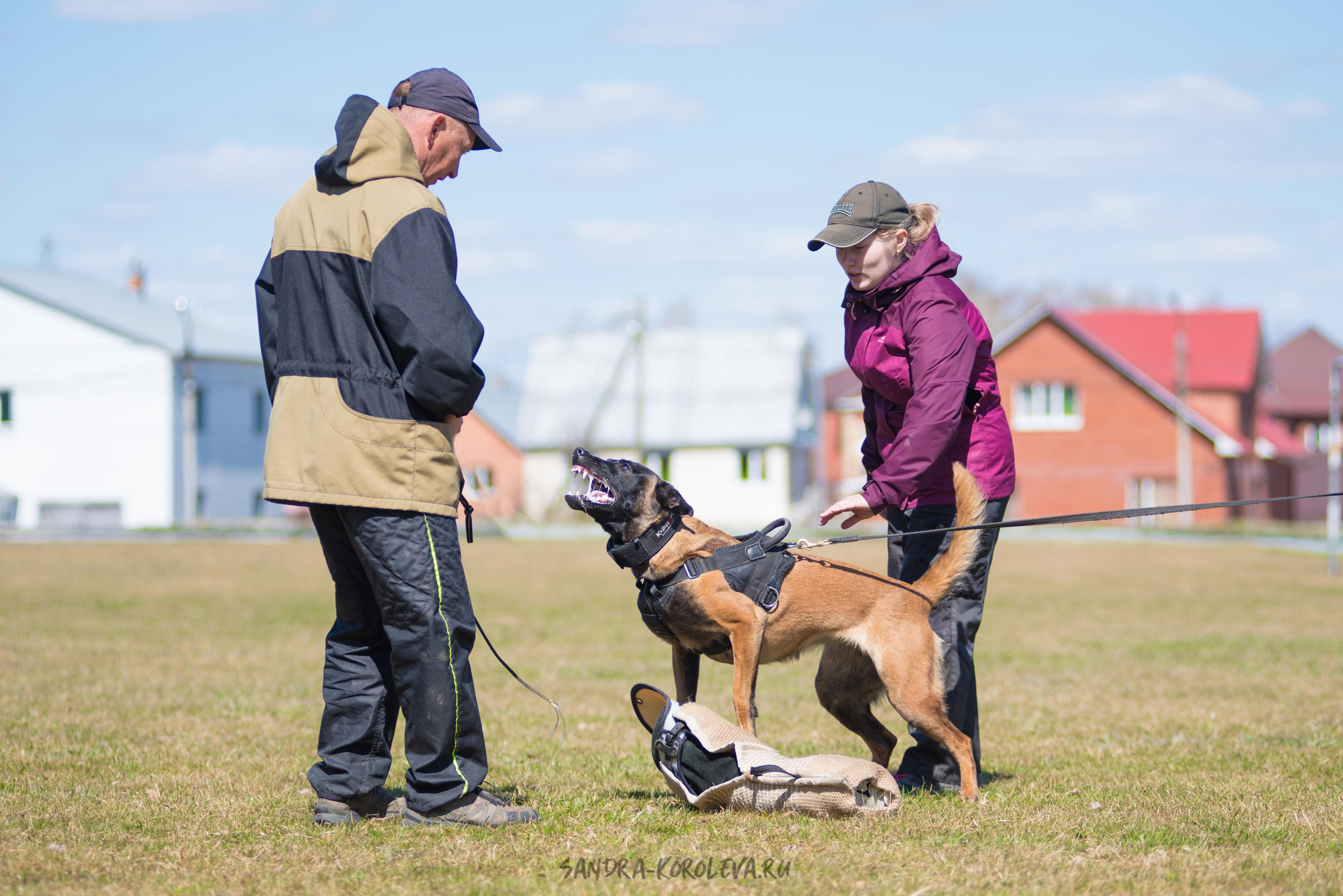 Тренинг с Сергеем Усковым май 2021 г.Тюмень. Дог-фотограф в Тюмени Александра Королева