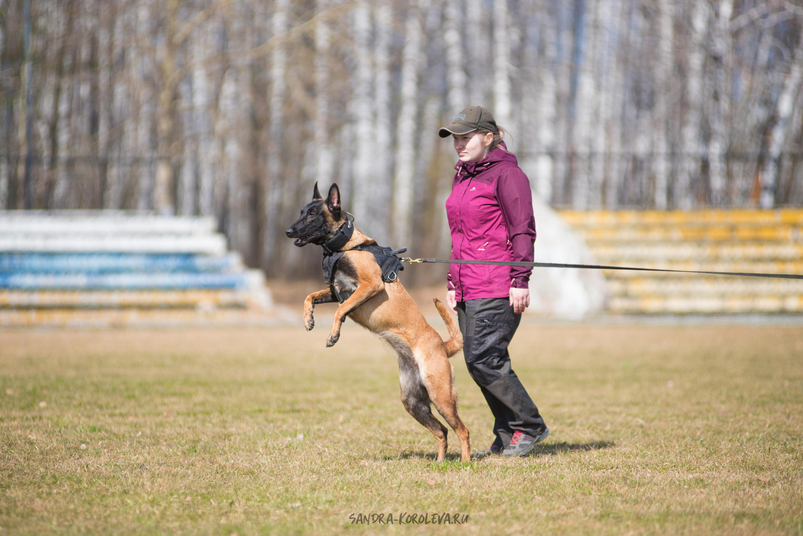 Тренинг с Сергеем Усковым май 2021 г.Тюмень. Дог-фотограф в Тюмени Александра Королева