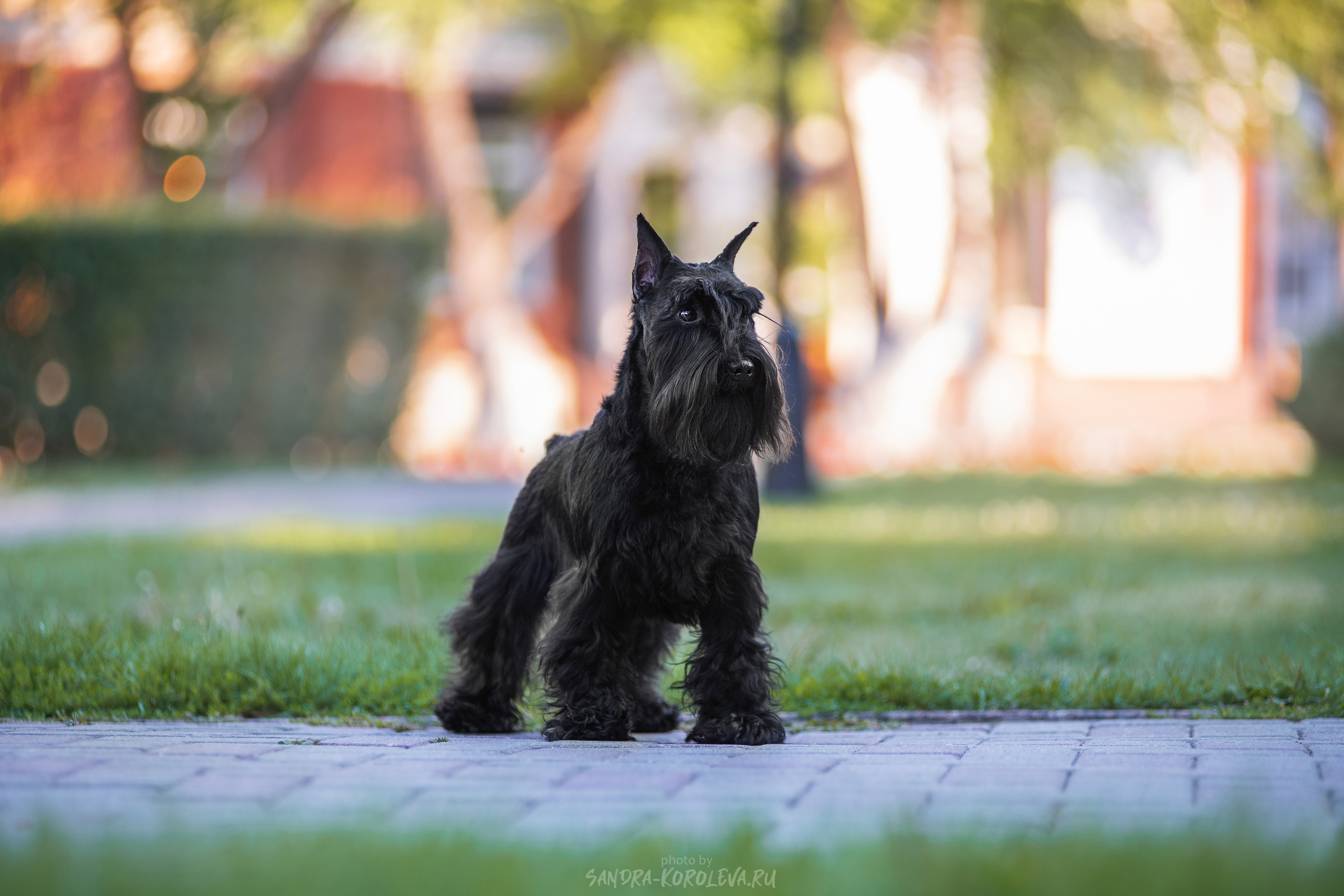 Цвергшнауцер. Дог-фотограф в Тюмени Александра Королева