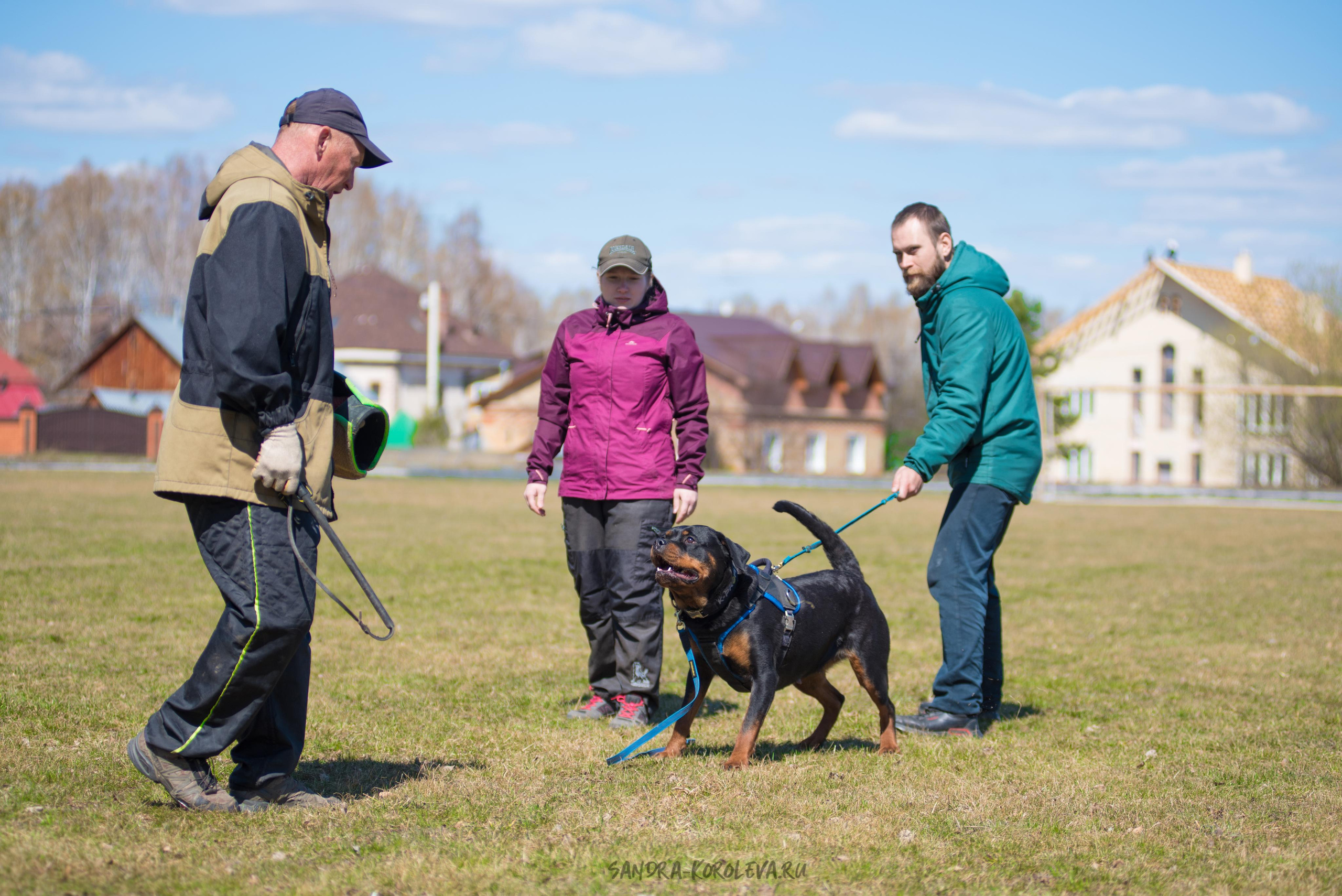 Тренинг с Сергеем Усковым май 2021 г.Тюмень. Дог-фотограф в Тюмени Александра Королева
