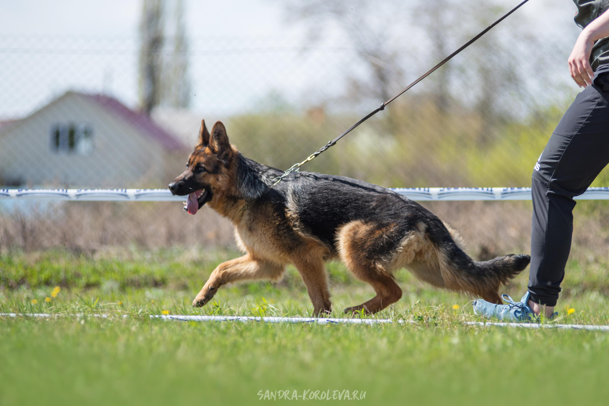 Монопородная выставка немецких овчарок 8 мая г. Челябинск. Дог-фотограф в Тюмени Александра Королева