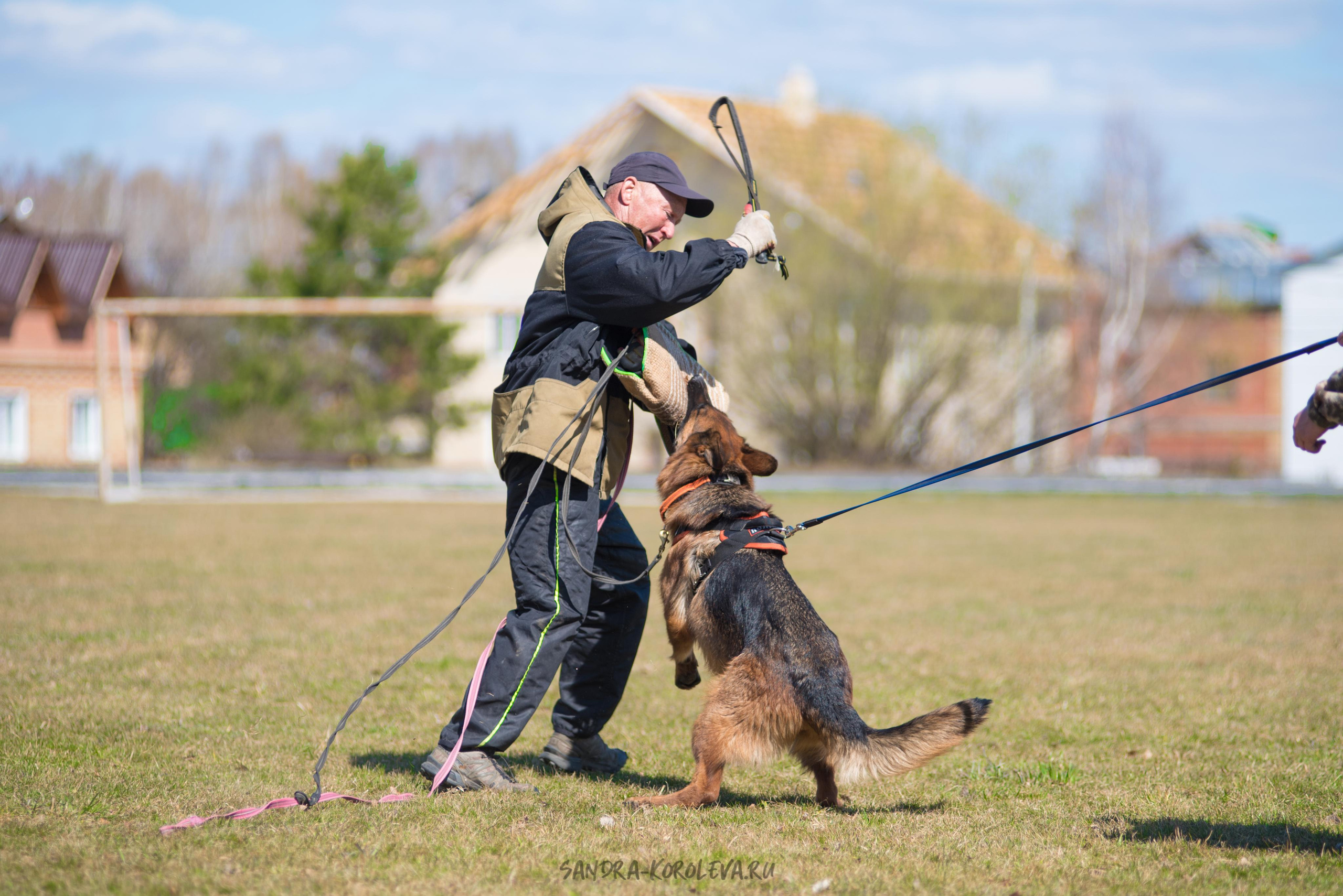 Тренинг с Сергеем Усковым май 2021 г.Тюмень. Дог-фотограф в Тюмени Александра Королева