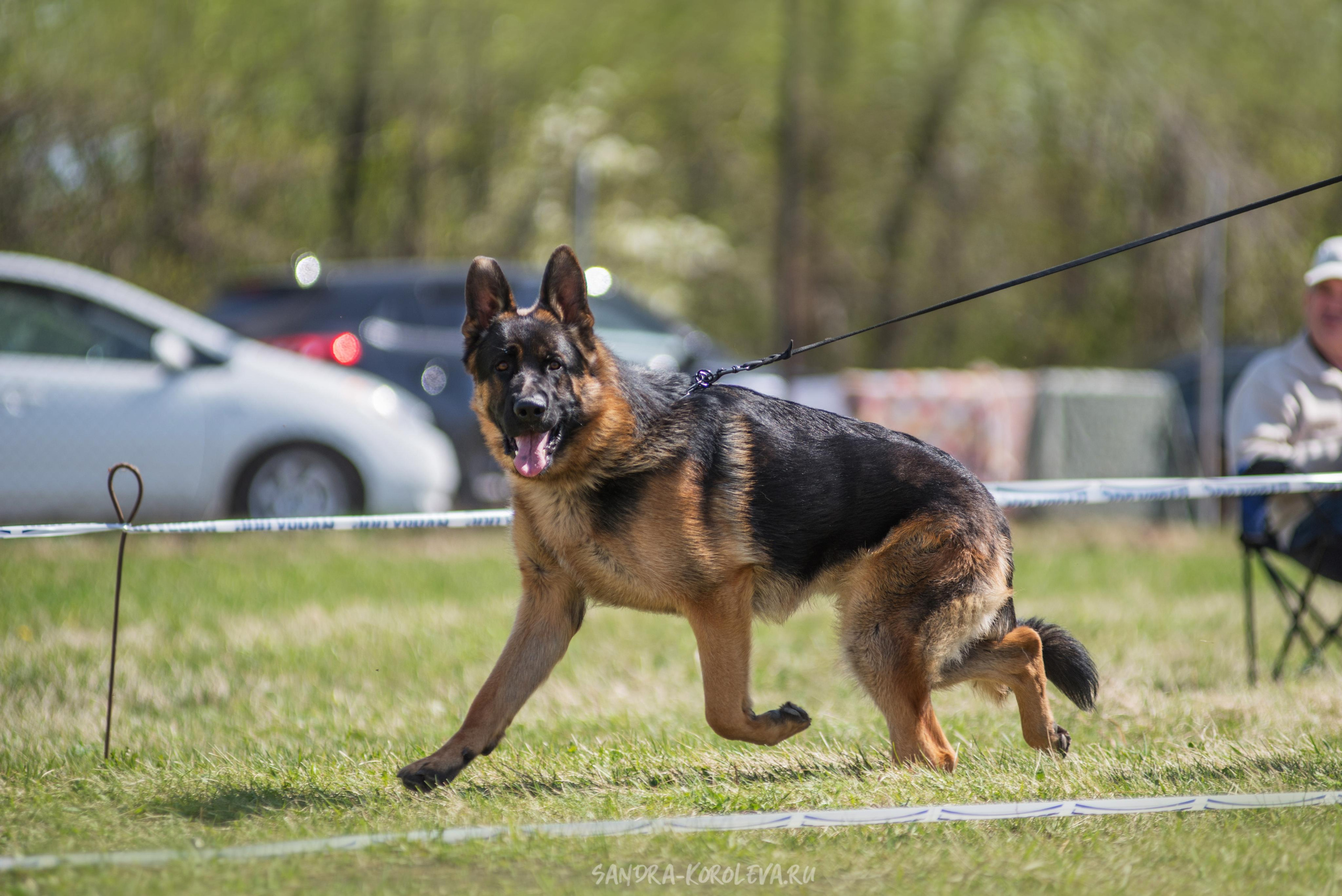 Монопородная выставка немецких овчарок 8 мая г. Челябинск. Дог-фотограф в Тюмени Александра Королева