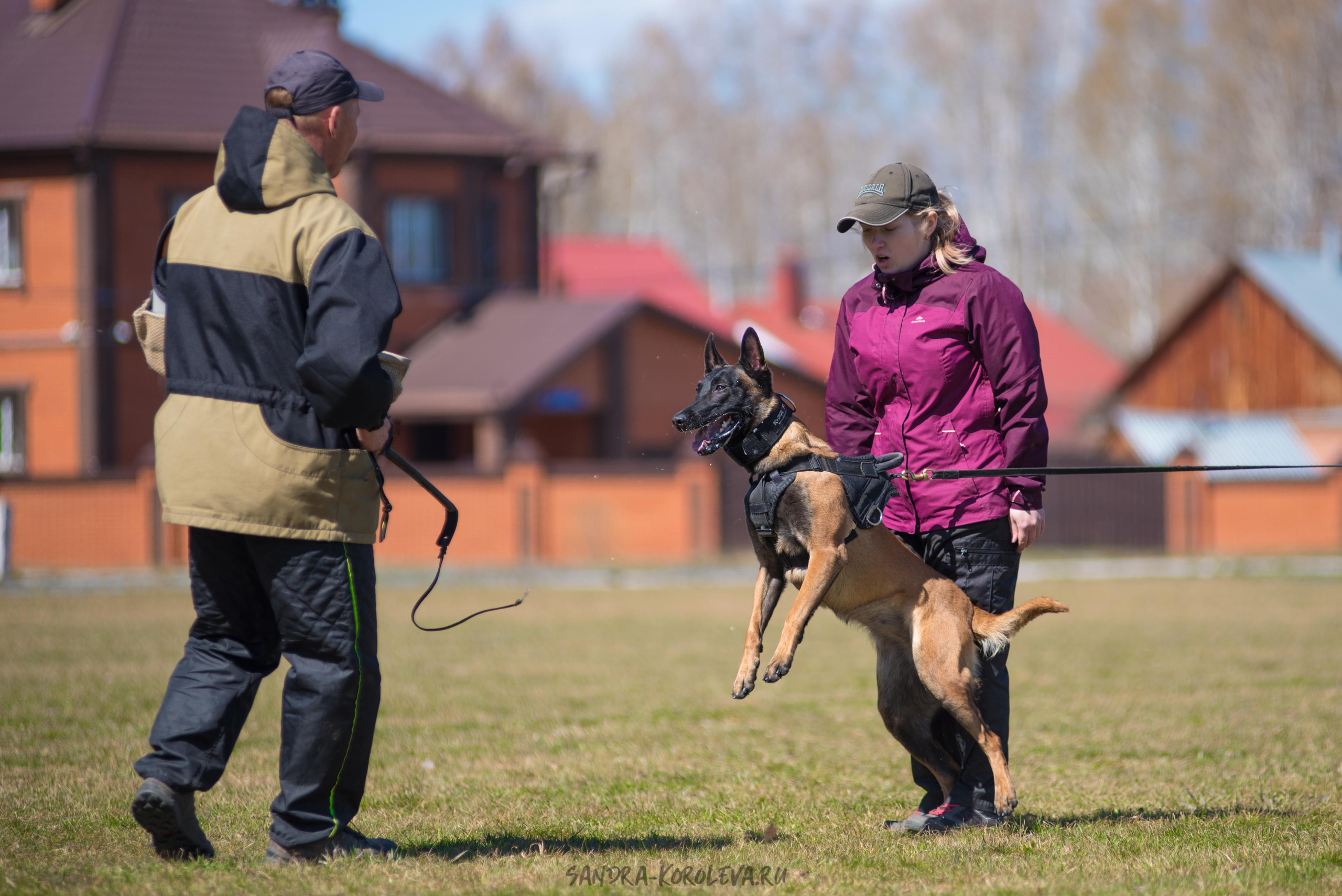 Тренинг с Сергеем Усковым май 2021 г.Тюмень. Дог-фотограф в Тюмени Александра Королева