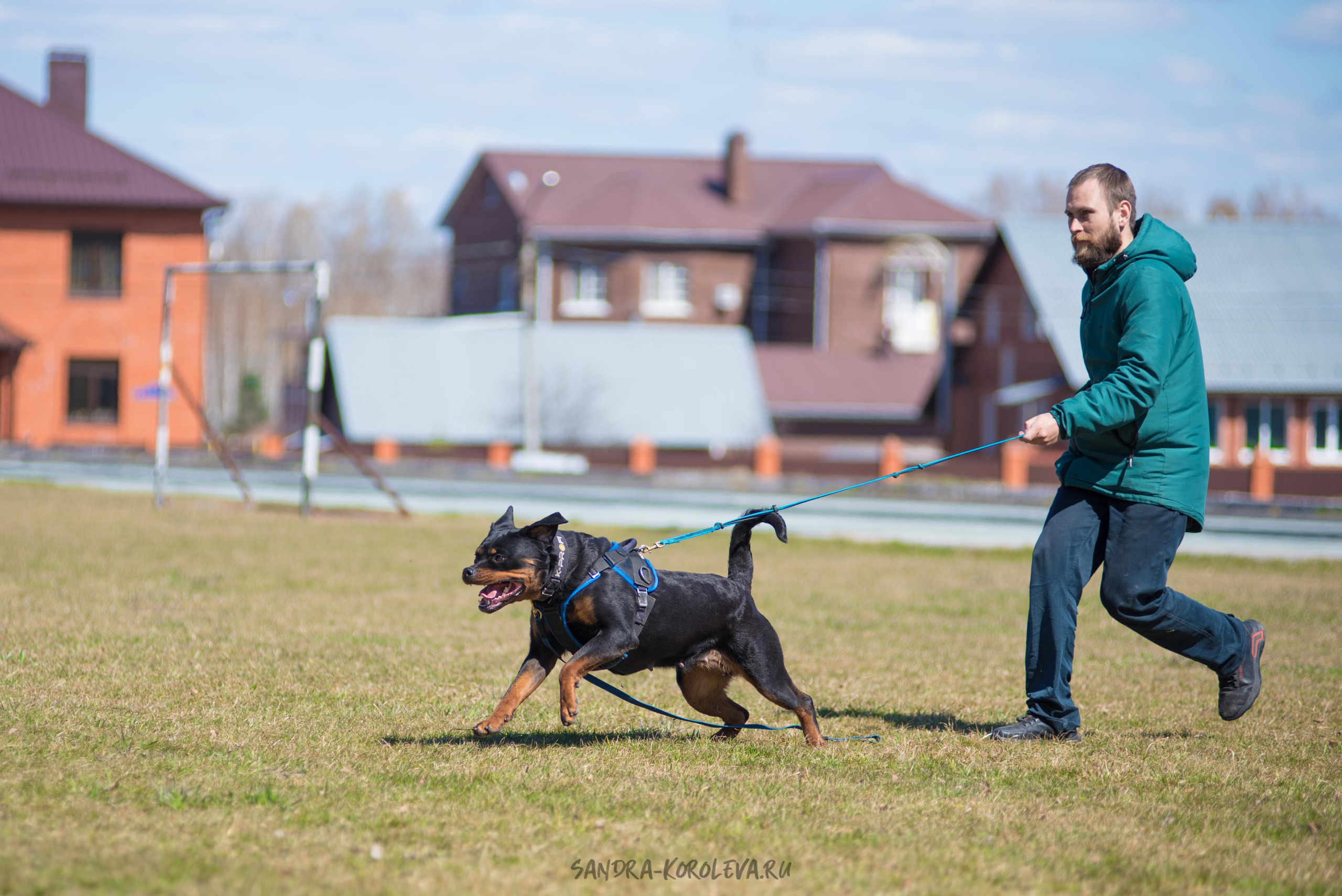 Тренинг с Сергеем Усковым май 2021 г.Тюмень. Дог-фотограф в Тюмени Александра Королева