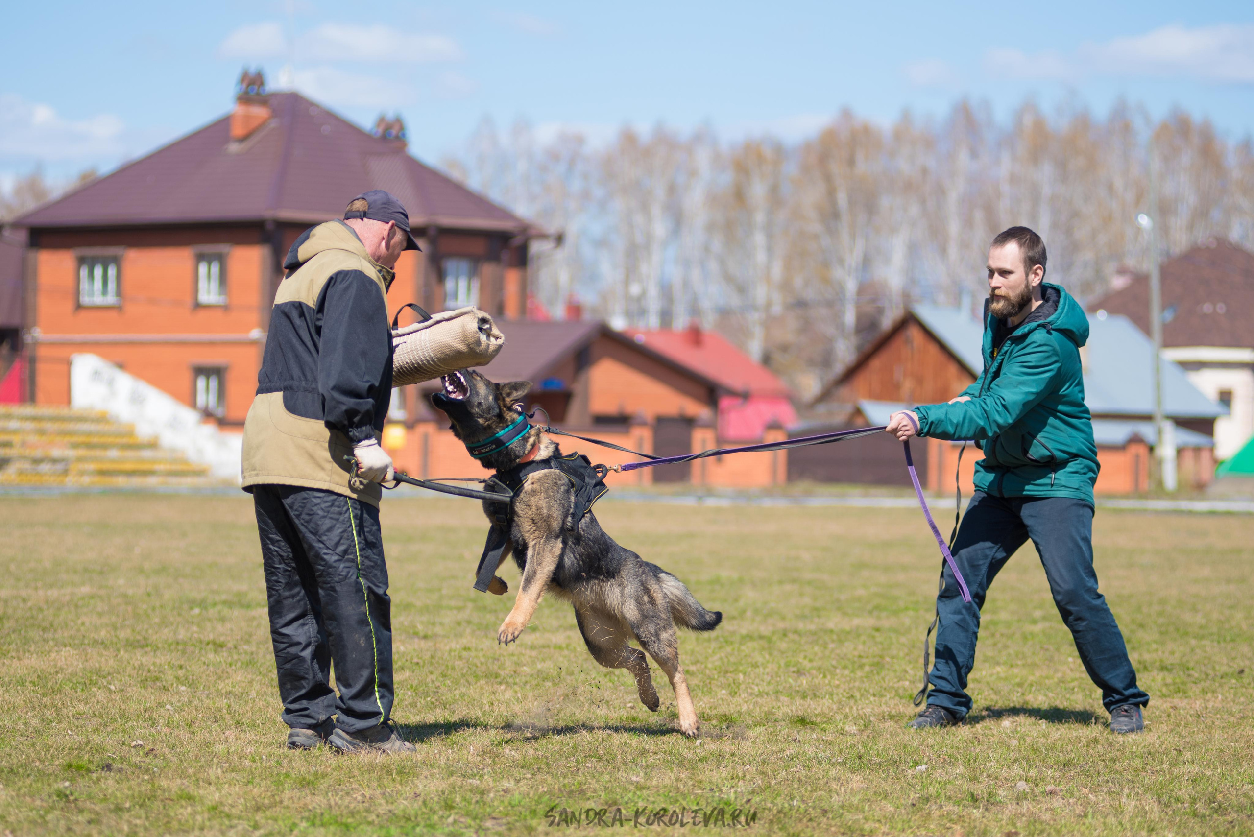 Тренинг с Сергеем Усковым май 2021 г.Тюмень. Дог-фотограф в Тюмени Александра Королева