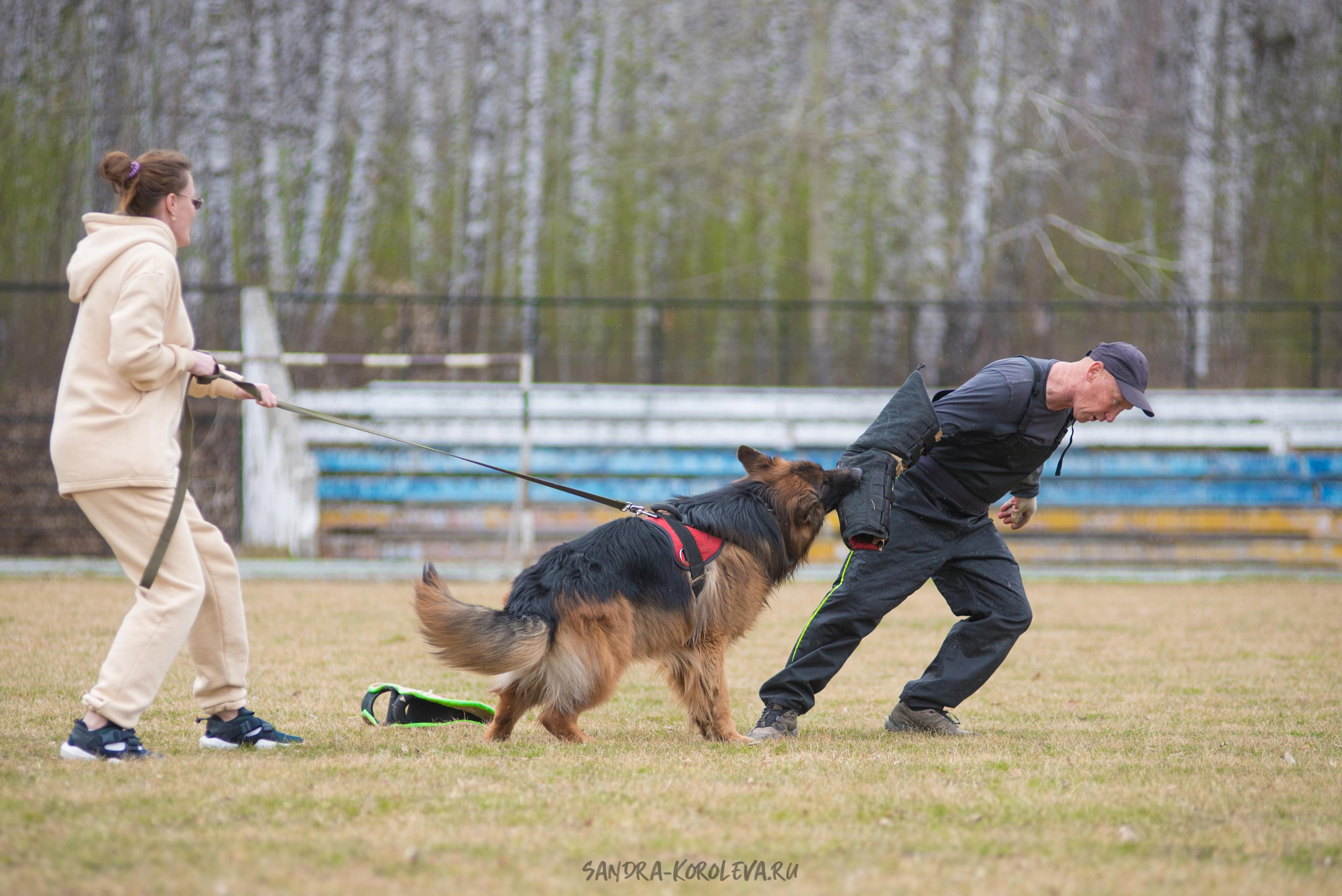 Тренинг с Сергеем Усковым май 2021 г.Тюмень. Дог-фотограф в Тюмени Александра Королева