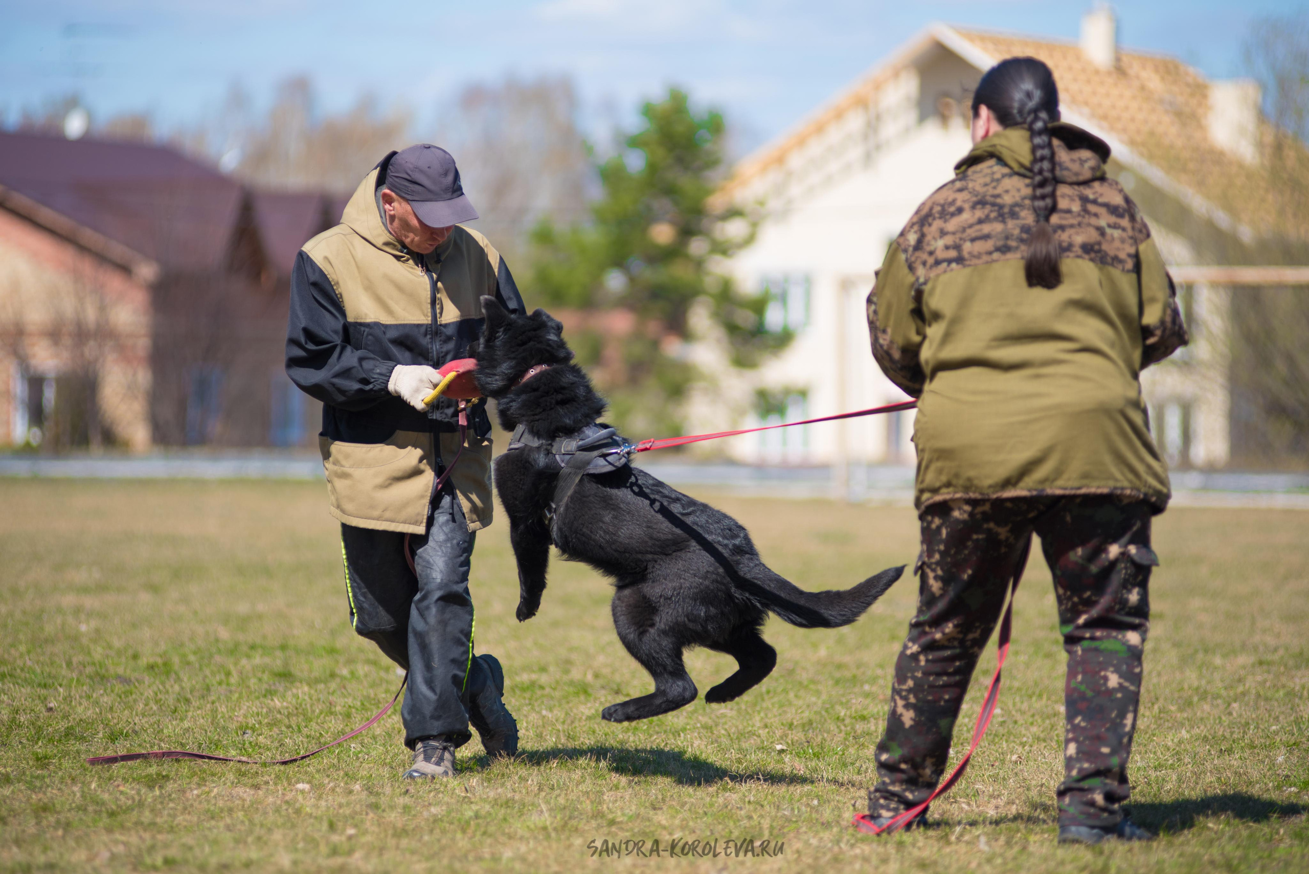 Тренинг с Сергеем Усковым май 2021 г.Тюмень. Дог-фотограф в Тюмени Александра Королева