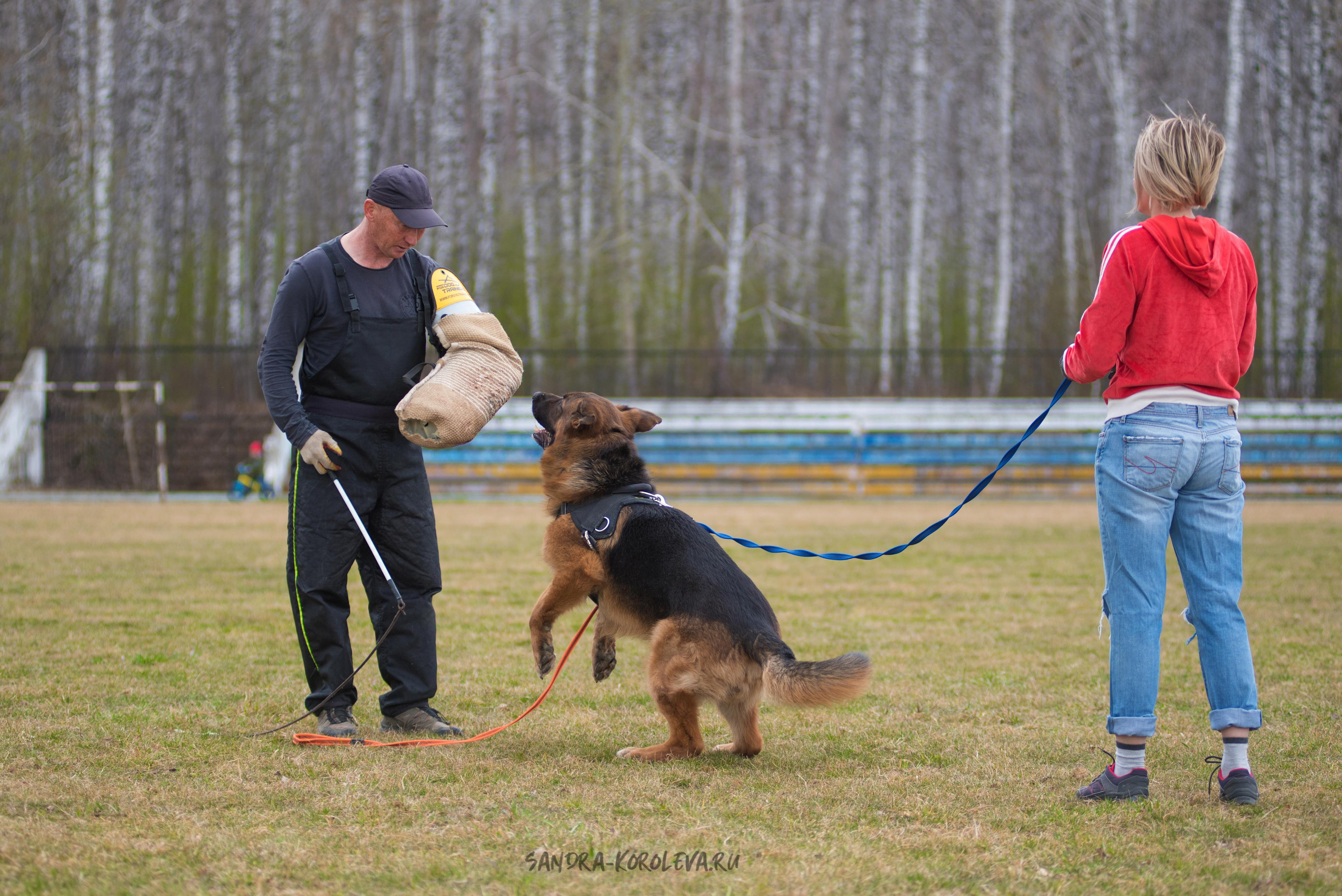 Тренинг с Сергеем Усковым май 2021 г.Тюмень. Дог-фотограф в Тюмени Александра Королева