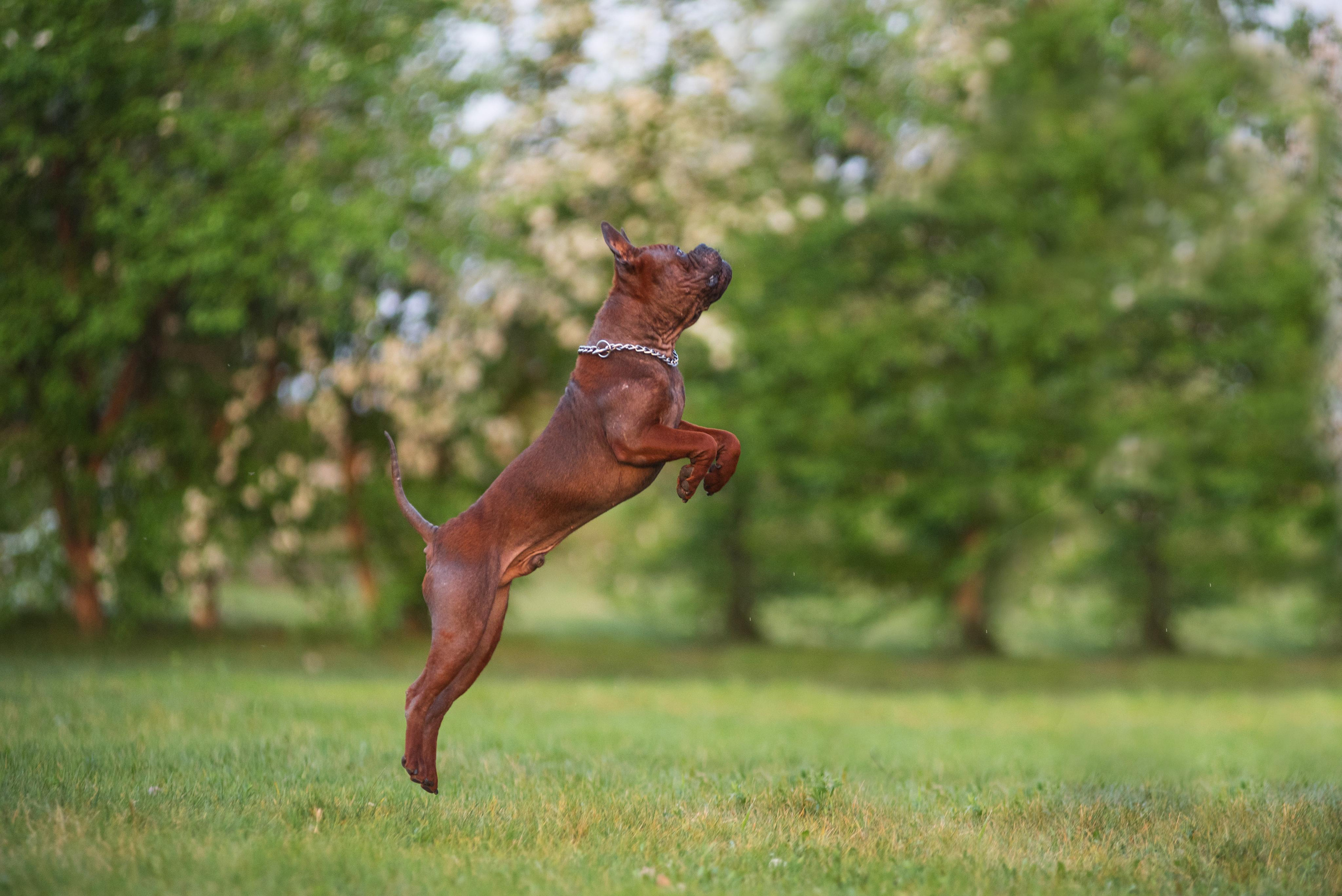Тюменские чунцины Лева и Лисса. Дог-фотограф в Тюмени Александра Королева