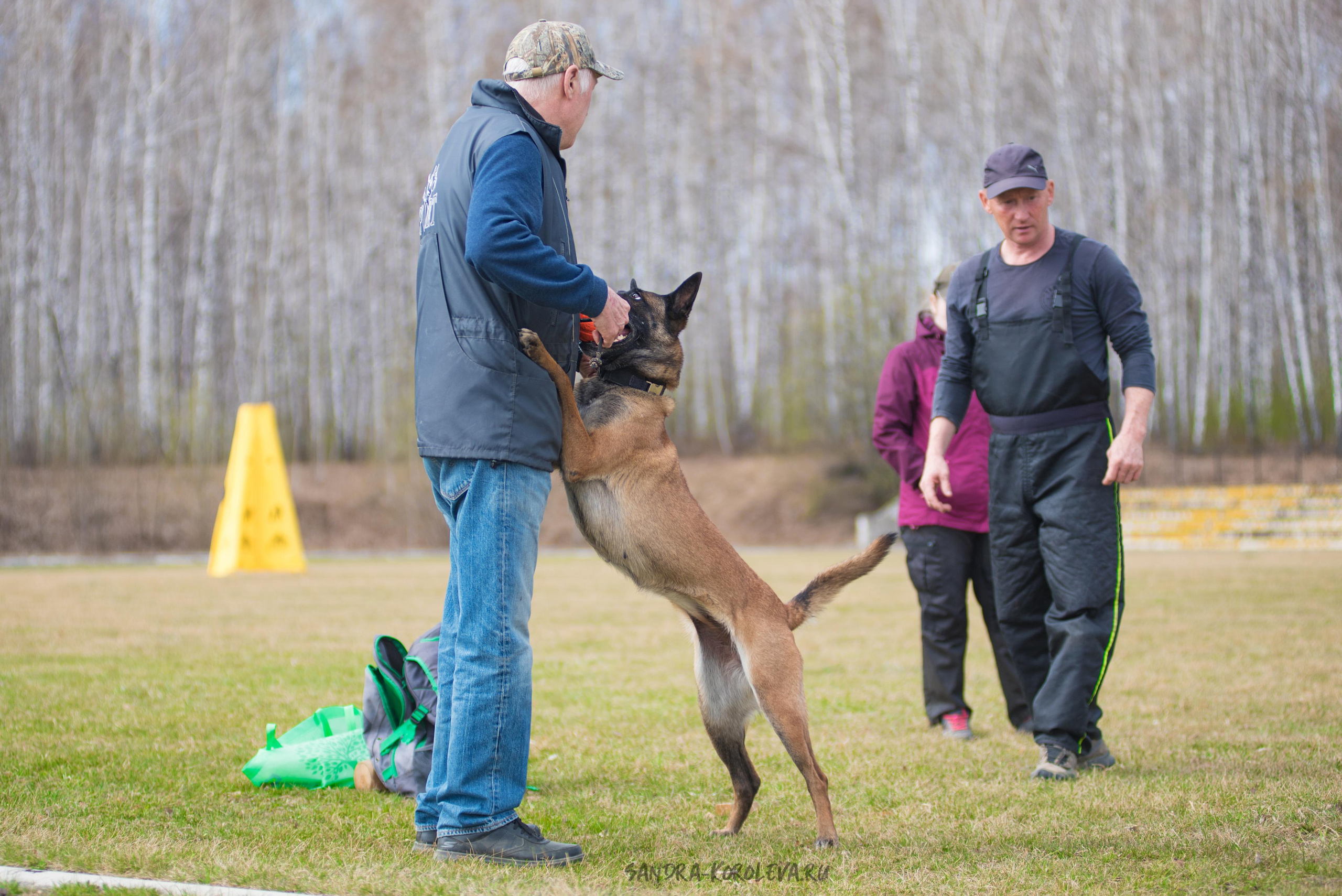Тренинг с Сергеем Усковым май 2021 г.Тюмень. Дог-фотограф в Тюмени Александра Королева