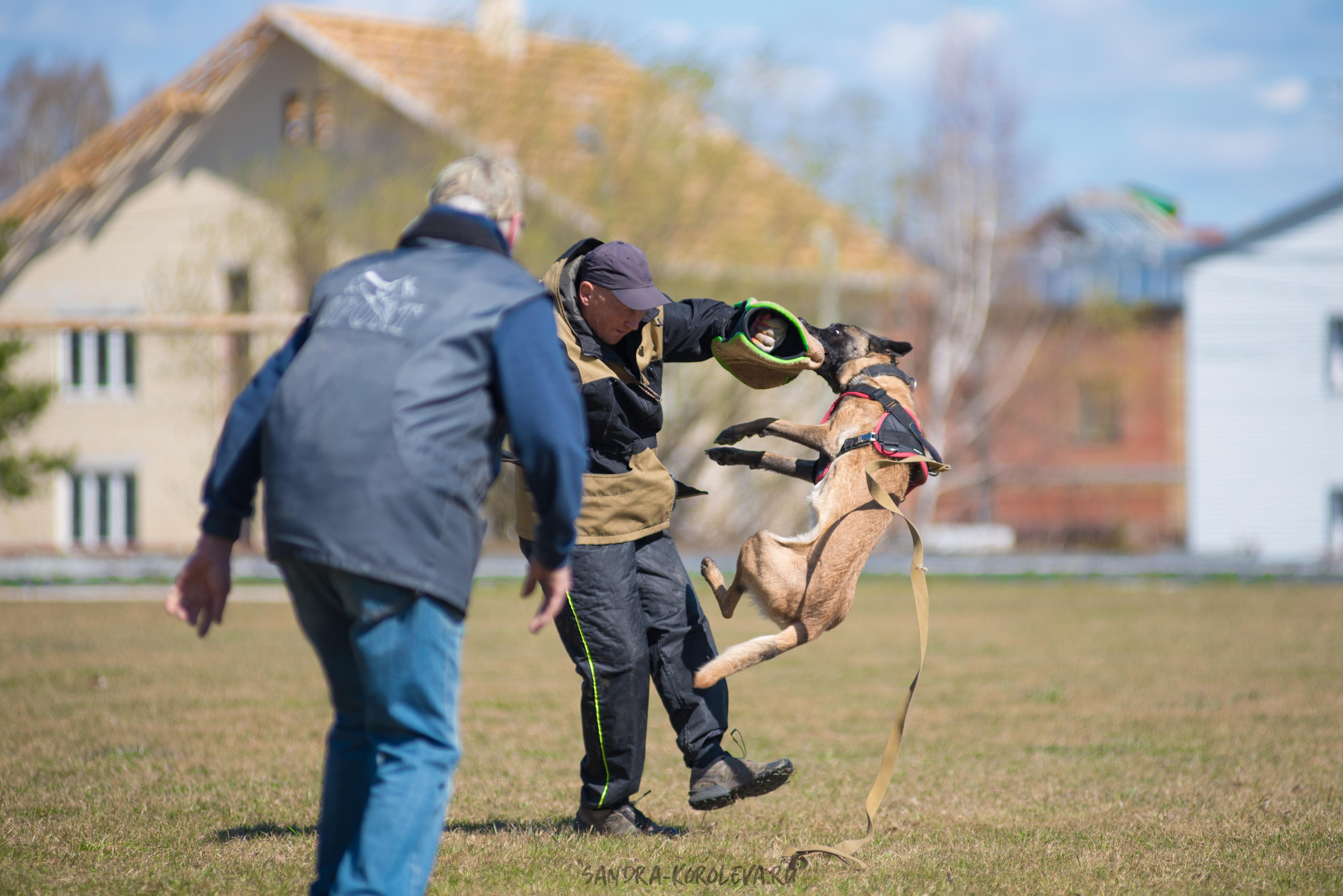 Тренинг с Сергеем Усковым май 2021 г.Тюмень. Дог-фотограф в Тюмени Александра Королева