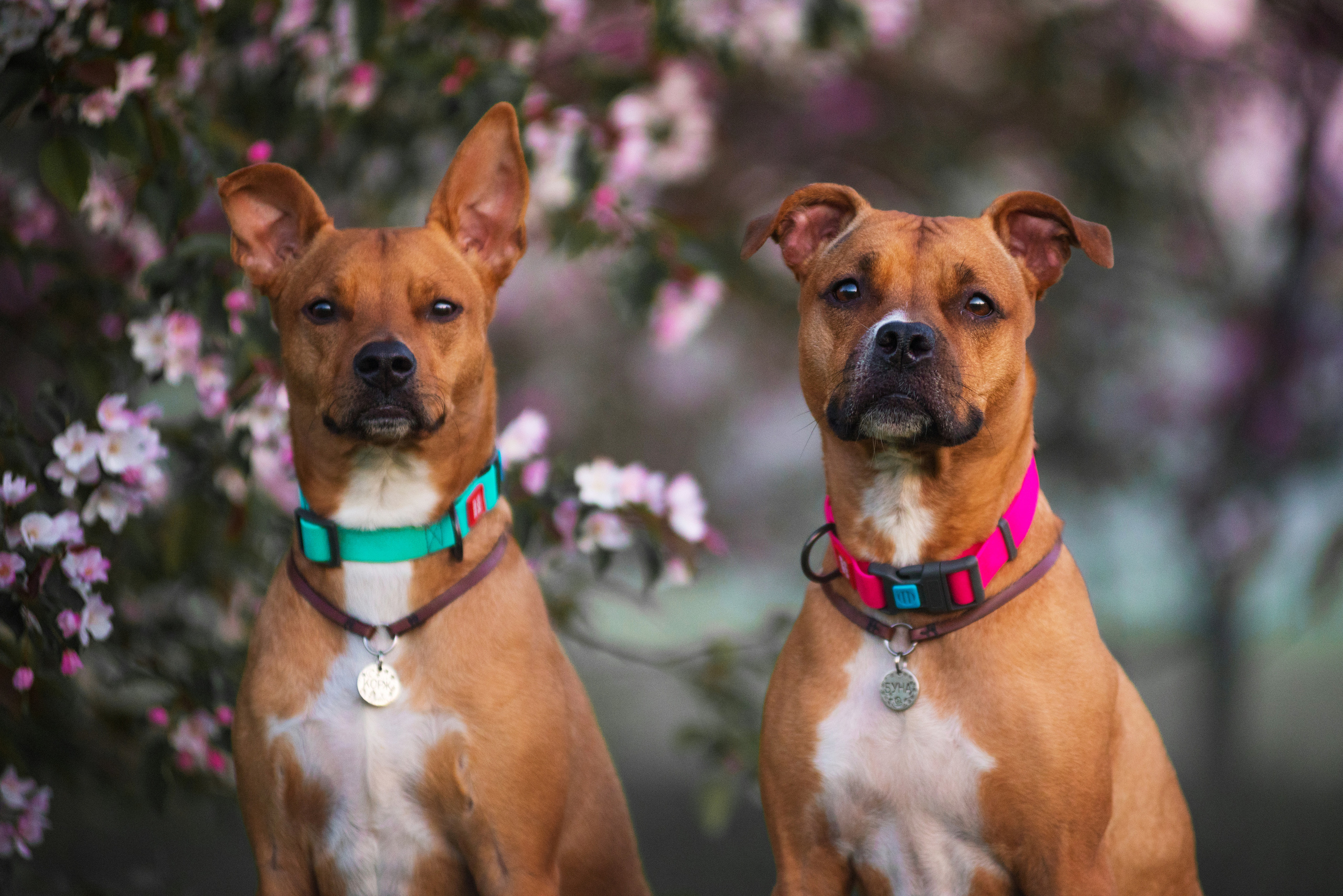 Лиза, Буня и Корж. Весна цветущая. Дог-фотограф в Тюмени Александра Королева