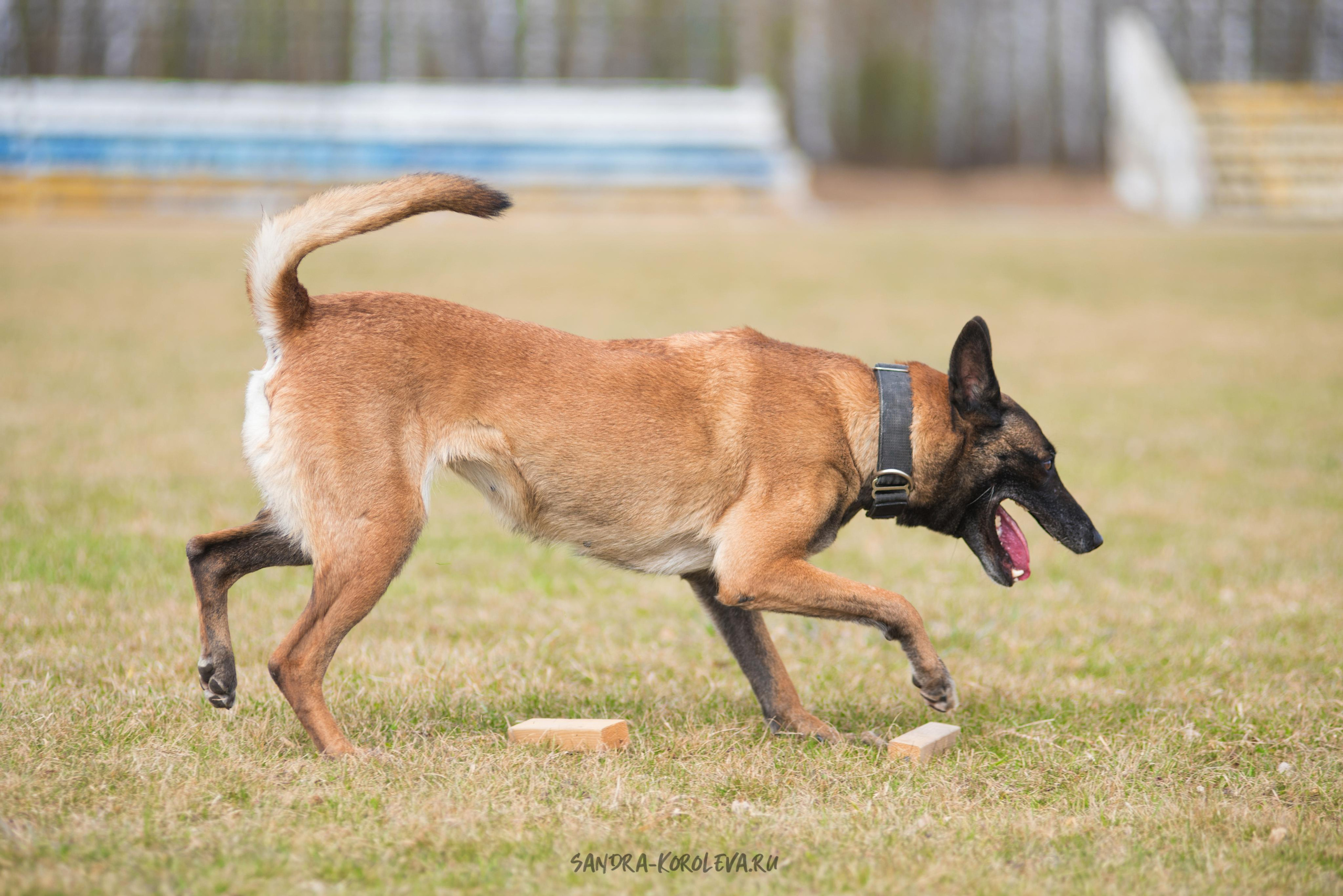 Тренинг с Сергеем Усковым май 2021 г.Тюмень. Дог-фотограф в Тюмени Александра Королева
