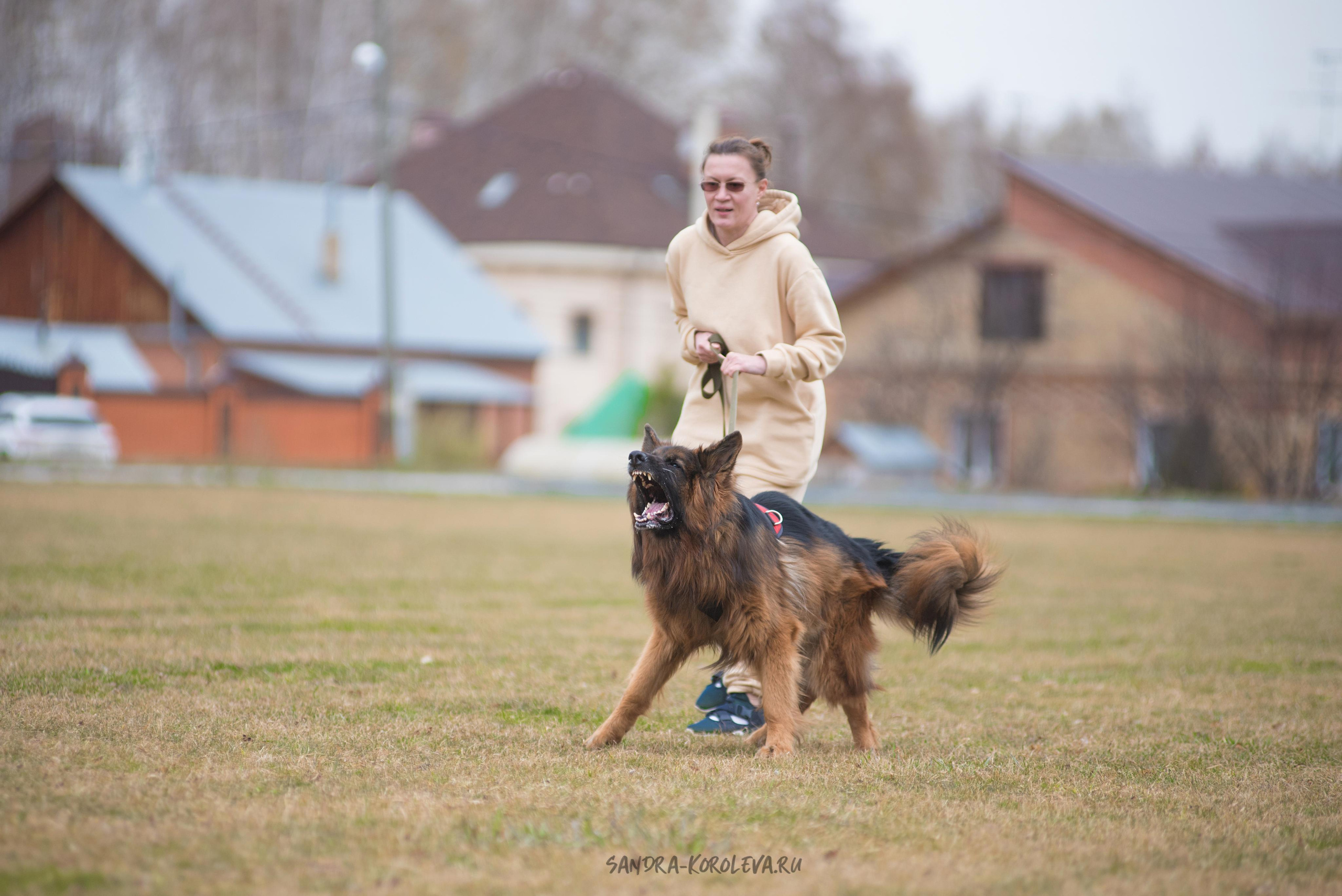Тренинг с Сергеем Усковым май 2021 г.Тюмень. Дог-фотограф в Тюмени Александра Королева